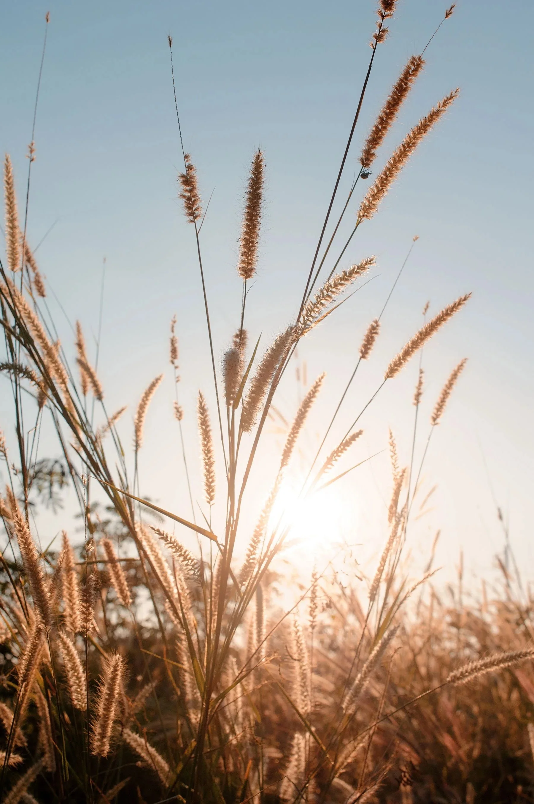 Helle Sonnenstrahlen scheinen durch hohes Gras mit langen büscheligen Blüten an der Spitze, während der Himmel klar und blau ist.
