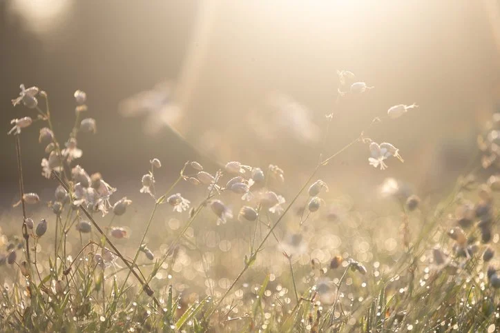 Nahaufnahme von kleinen weißen Blumen im Sonnenlicht.