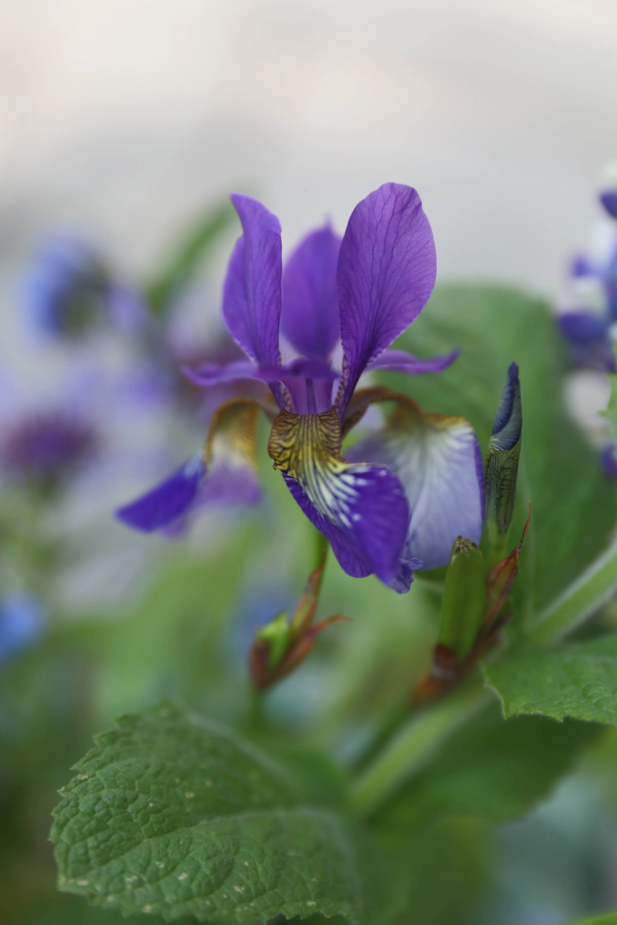 Blomster Bryllup Bryllupsblomster Iris Blomsteroppsats Snittblomster