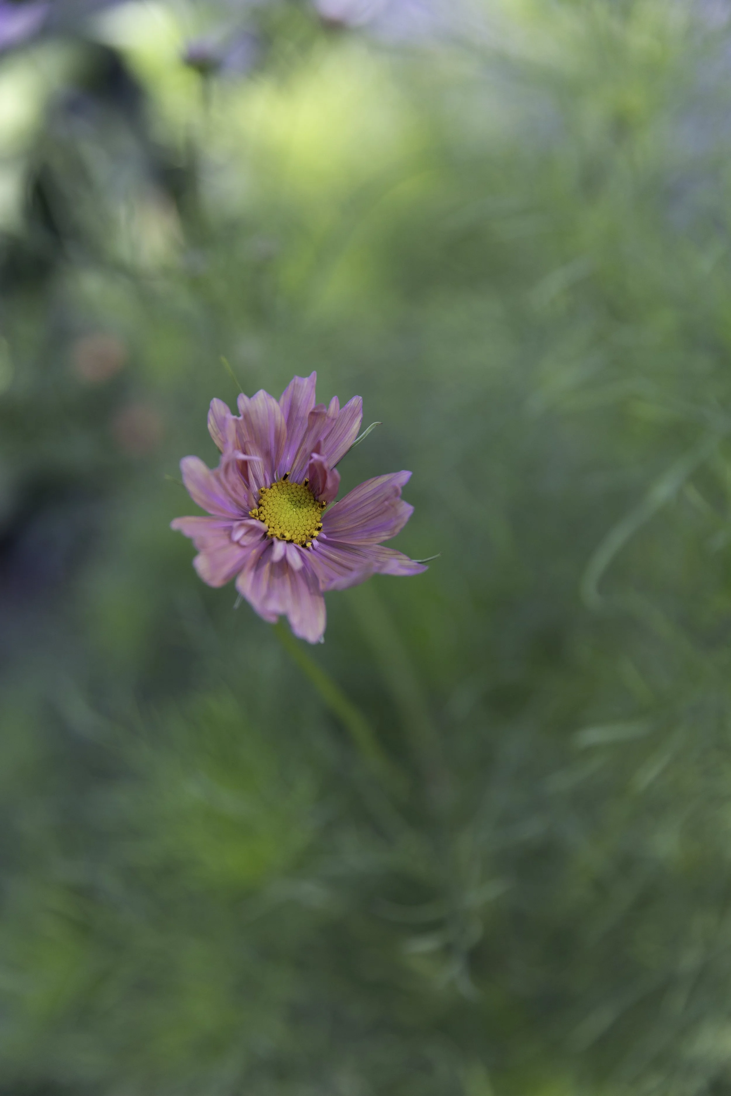 Blomster Bryllup Bryllupsblomster Snittblomster Cosmos Apricotta