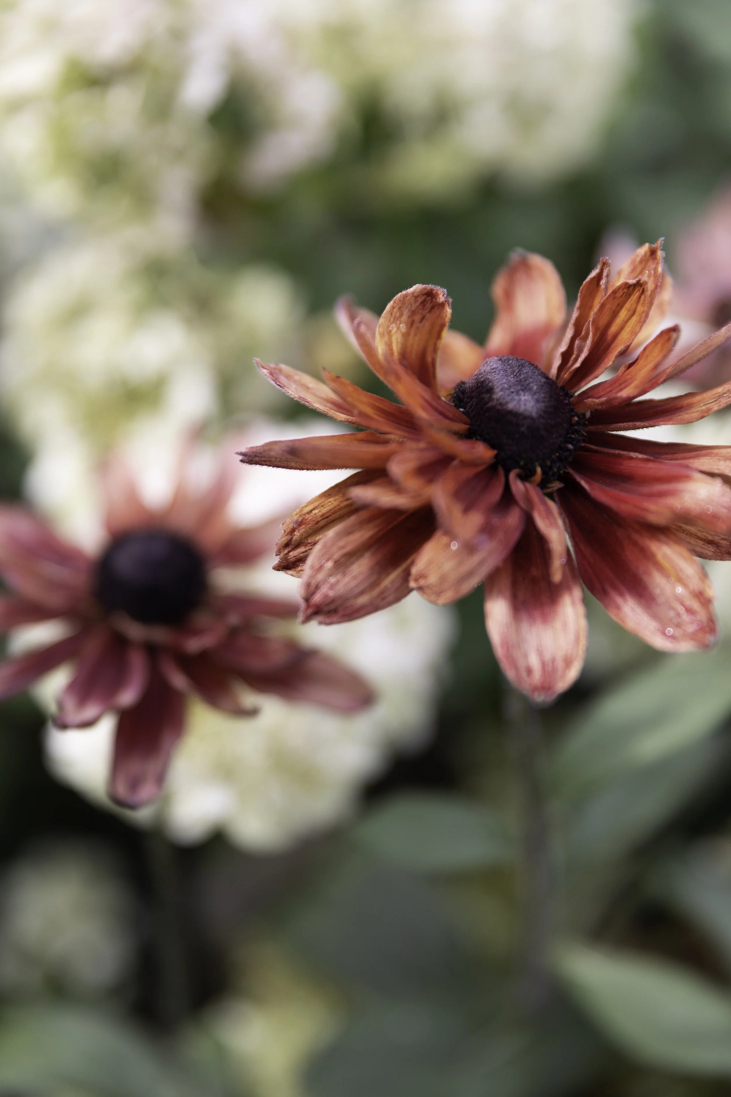 Blomster Bryllup Bryllupsblomster Snittblomster Rubeckia Sahara