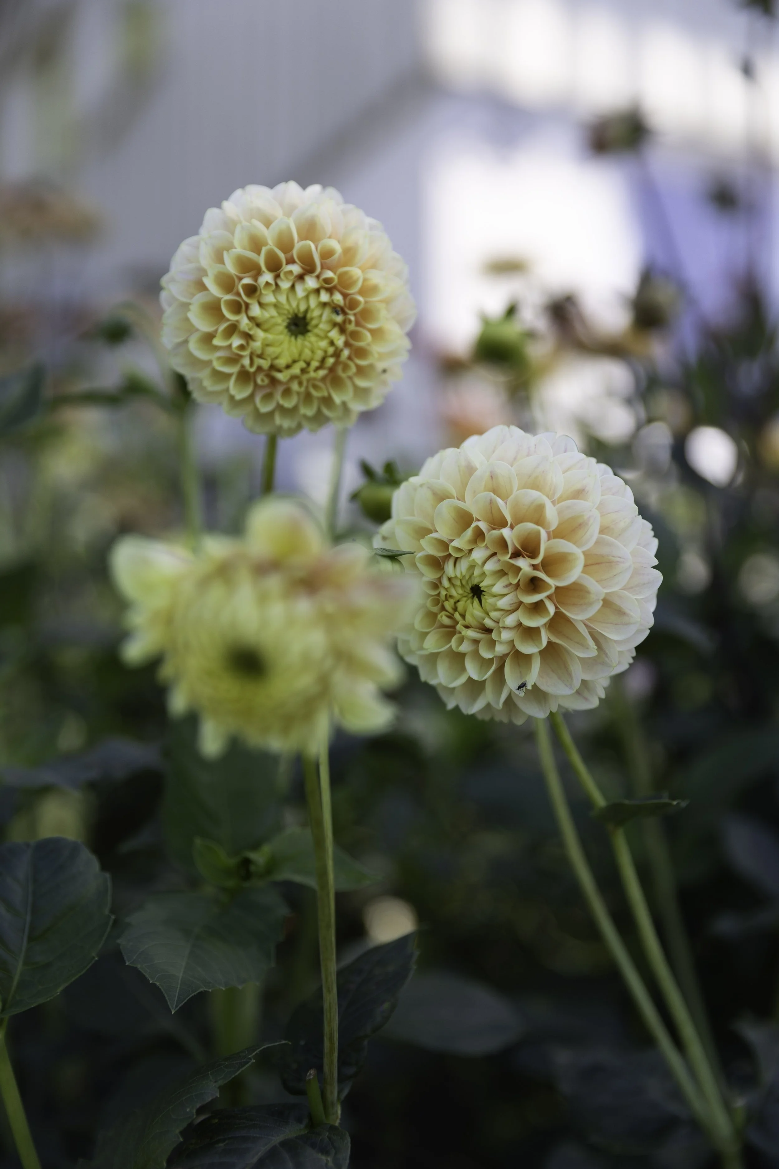 Blomster Bryllup Bryllupsblomster Georgine Snittblomster