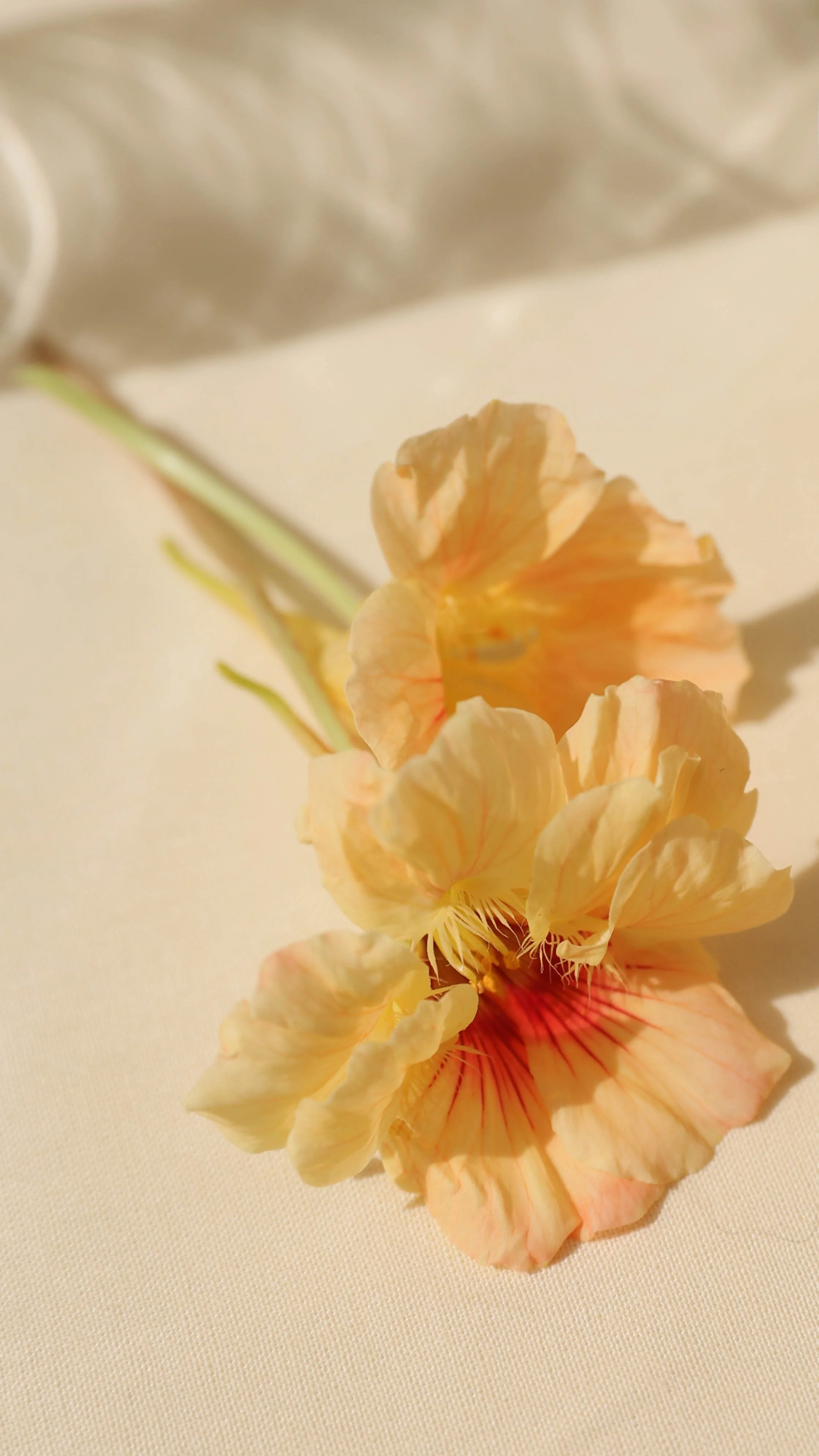 Blomster Bryllup Bryllupsblomster Snittblomster