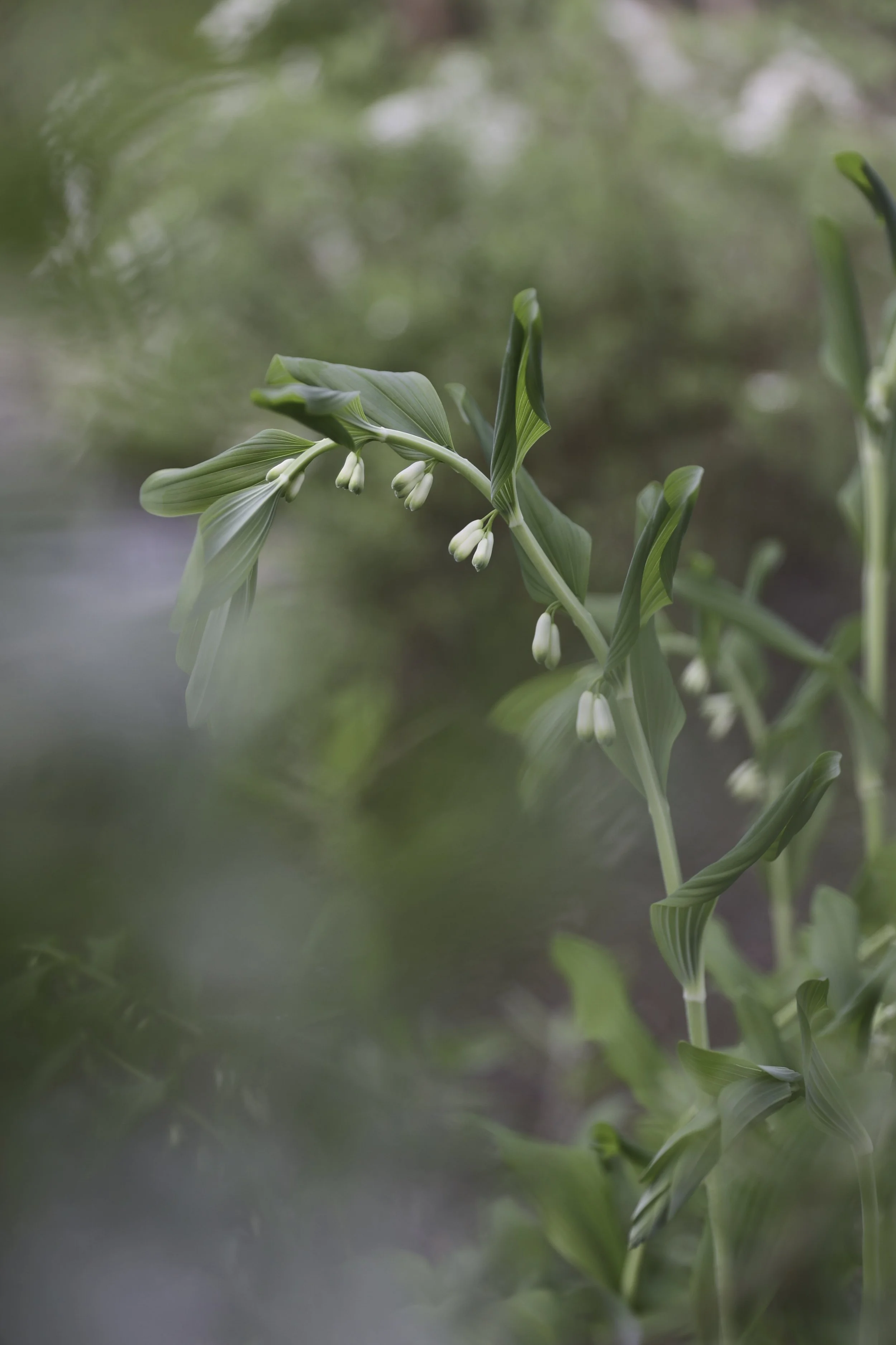 Snittblomster Storkonvall Bryllupsblomster
