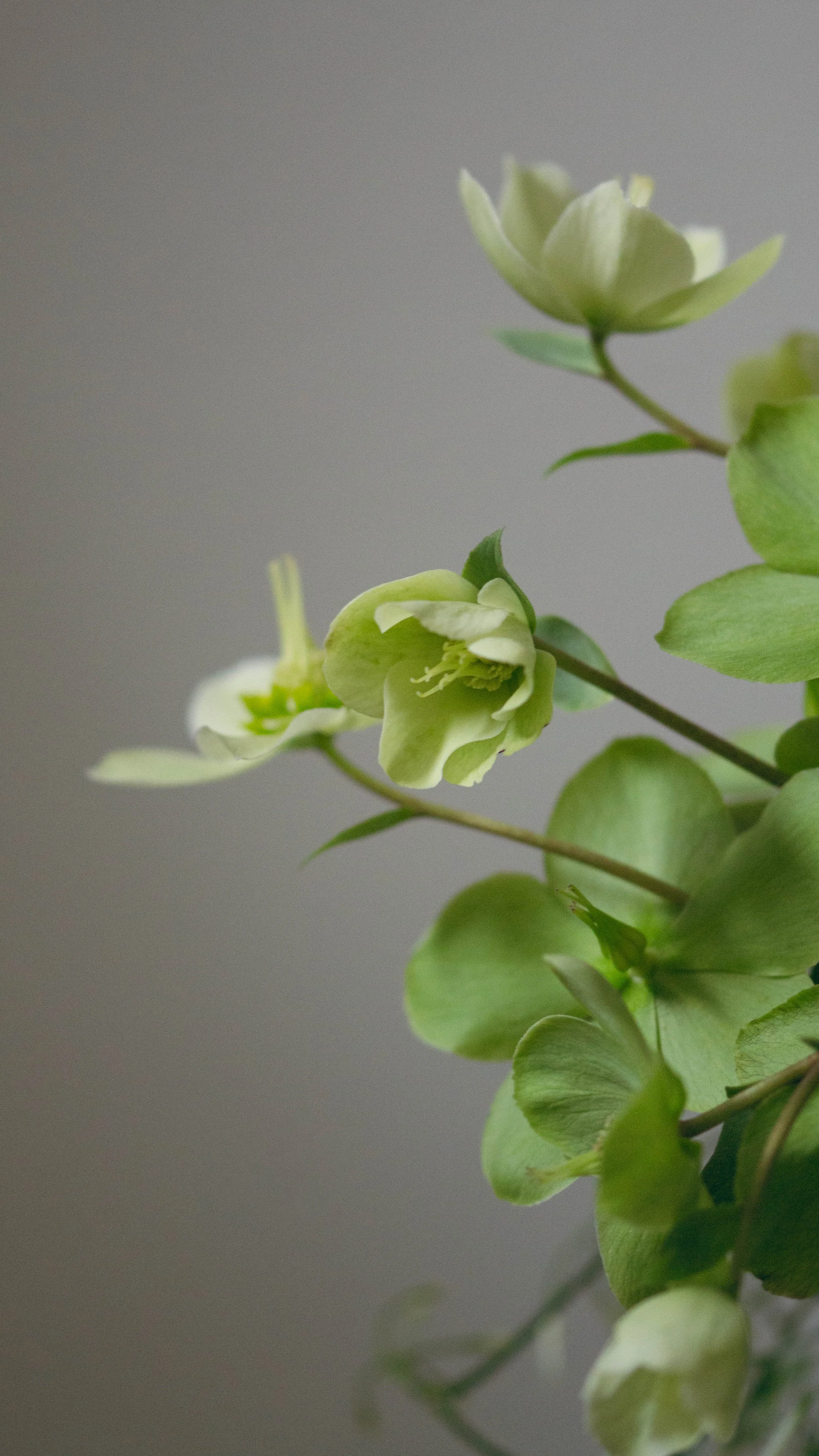 Blomster Bryllup Bryllupsblomster Brudebukett Helleborus