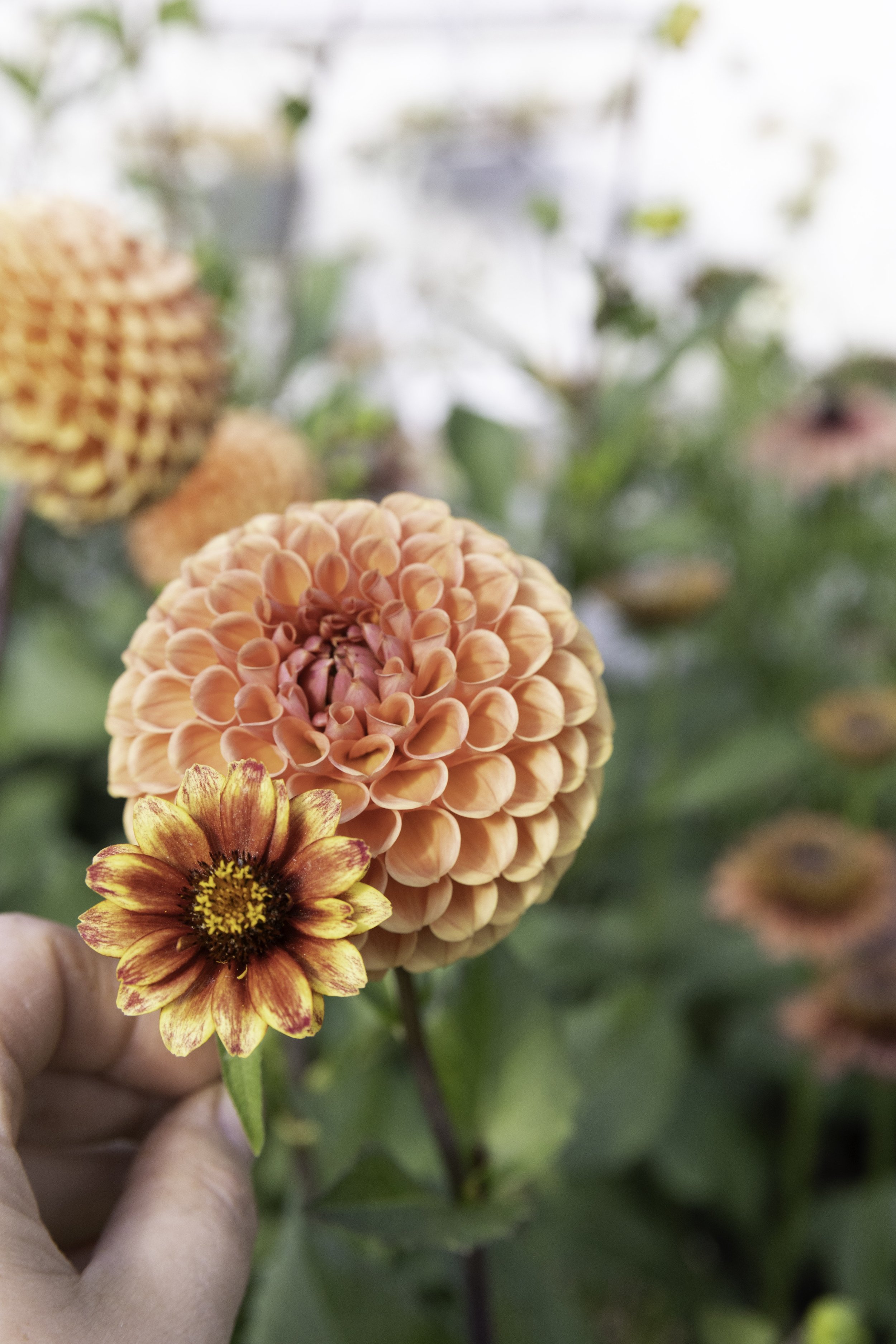 Blomster Bryllup Bryllupsblomster Georgine Snittblomster