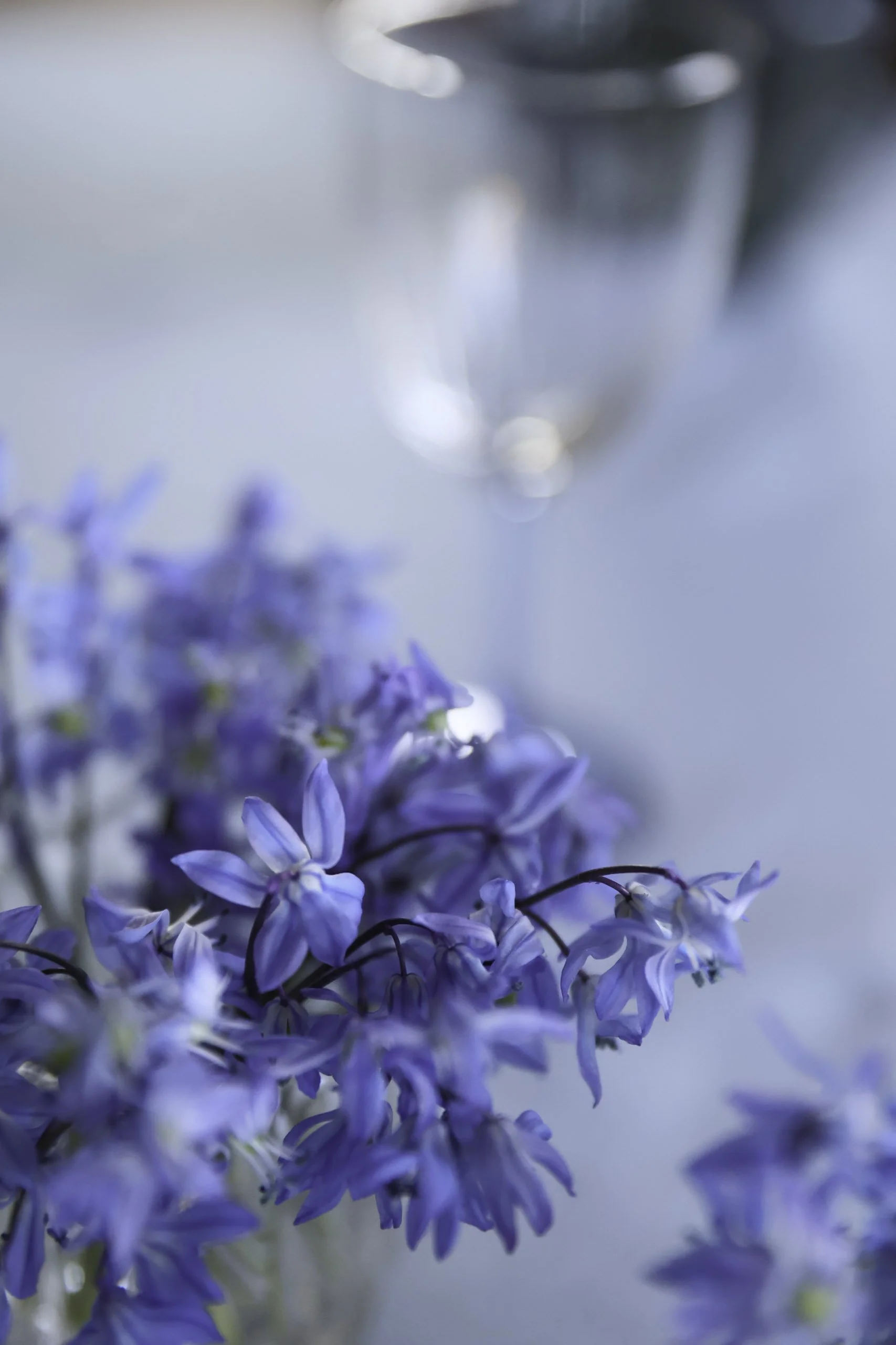 Scillia Snittblomster  Bryllupsblomster