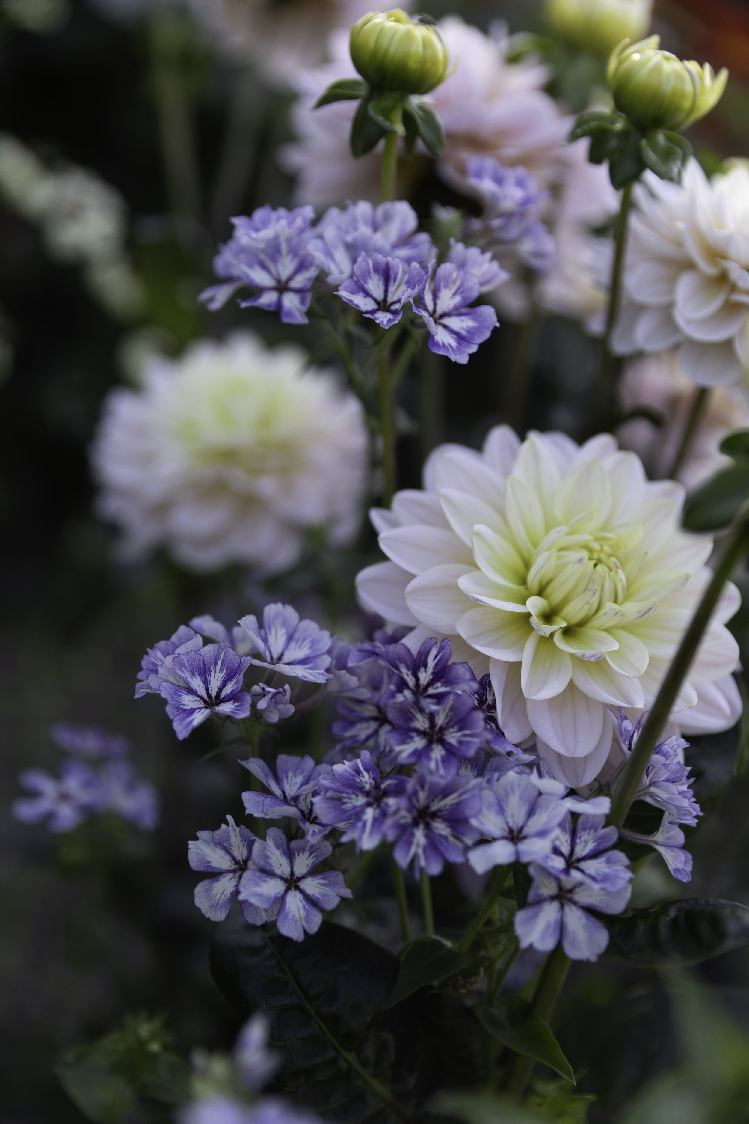Blomster Bryllup Bryllupsblomster Georgine Sommerfloks Snittblomster