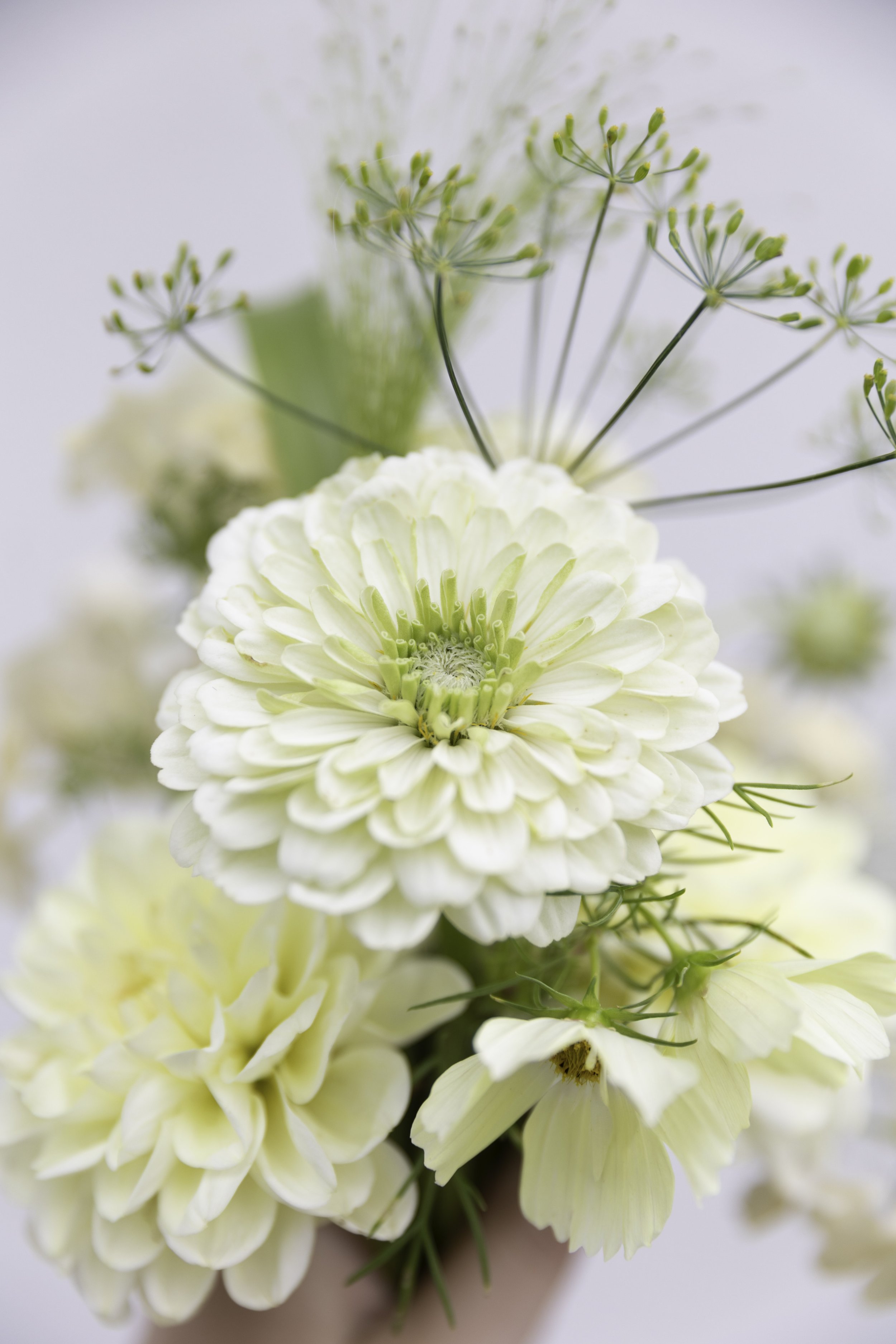 Blomster Bryllup Bryllupsblomster Brudebukett Zinnia Limoncello