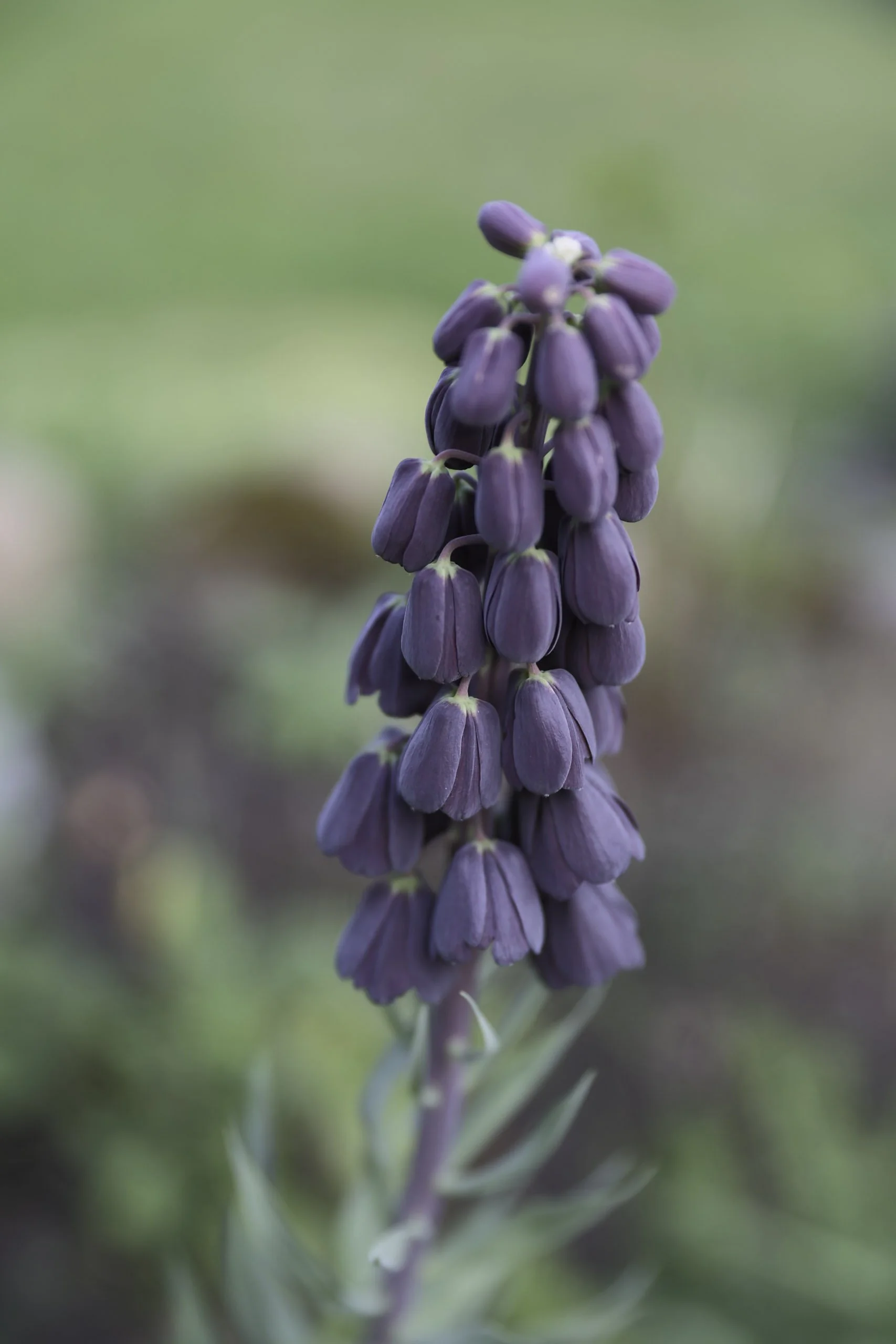 Snittblomster Fritillaria Bryllupsblomster