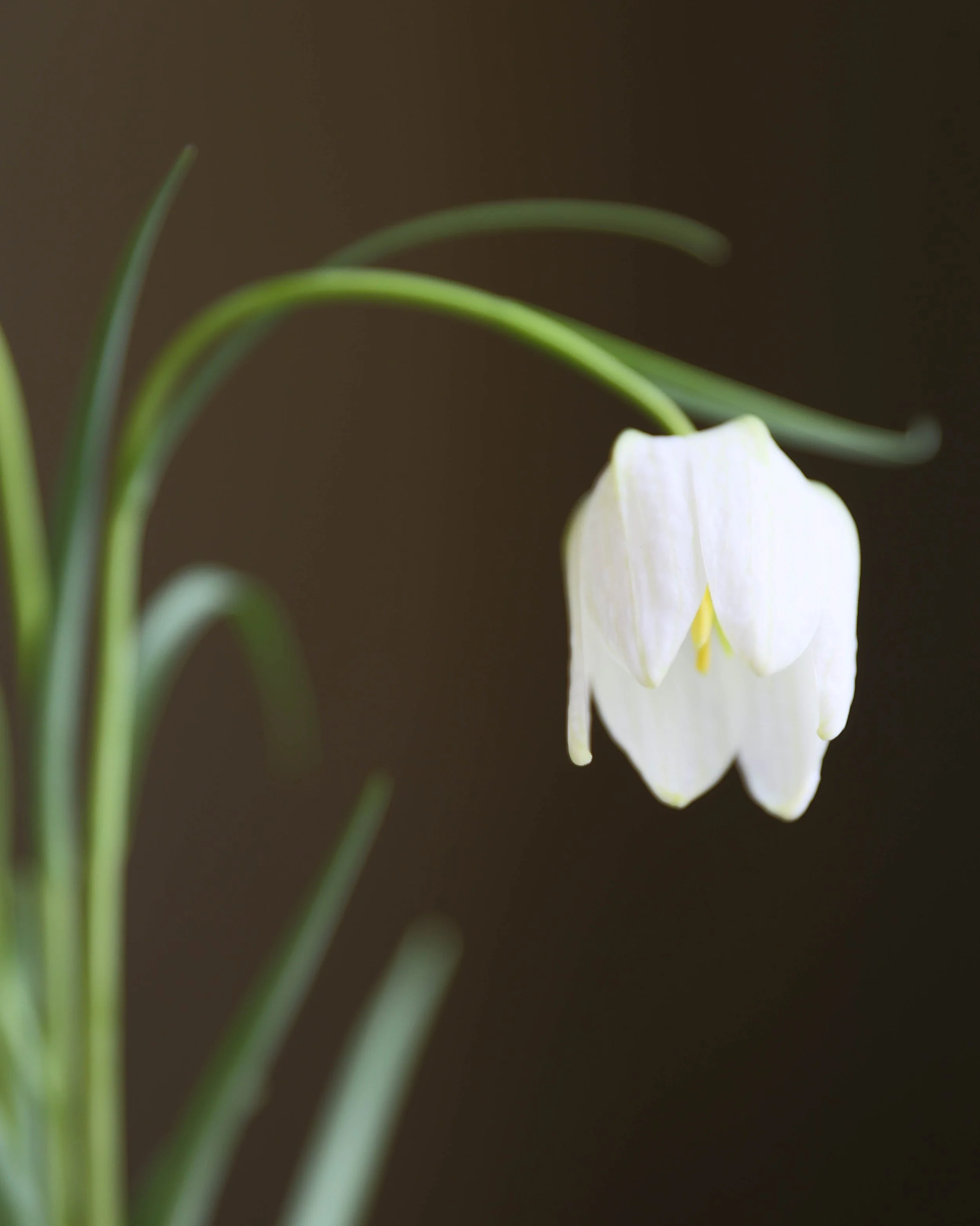 Blomster Bryllup Bryllupsblomster Ikebana Fritillaria 