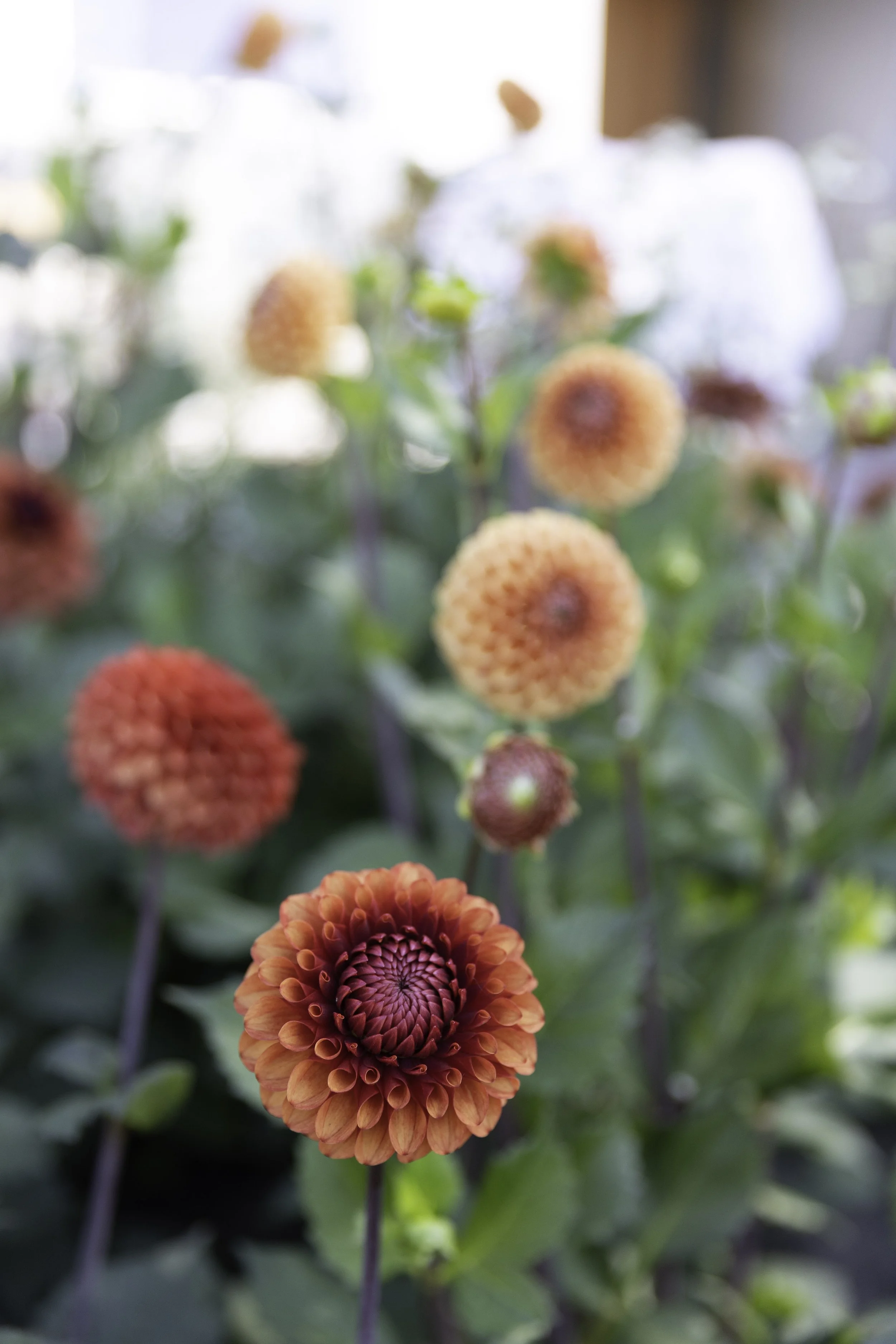 Blomster Bryllup Bryllupsblomster Georgine Snittblomster