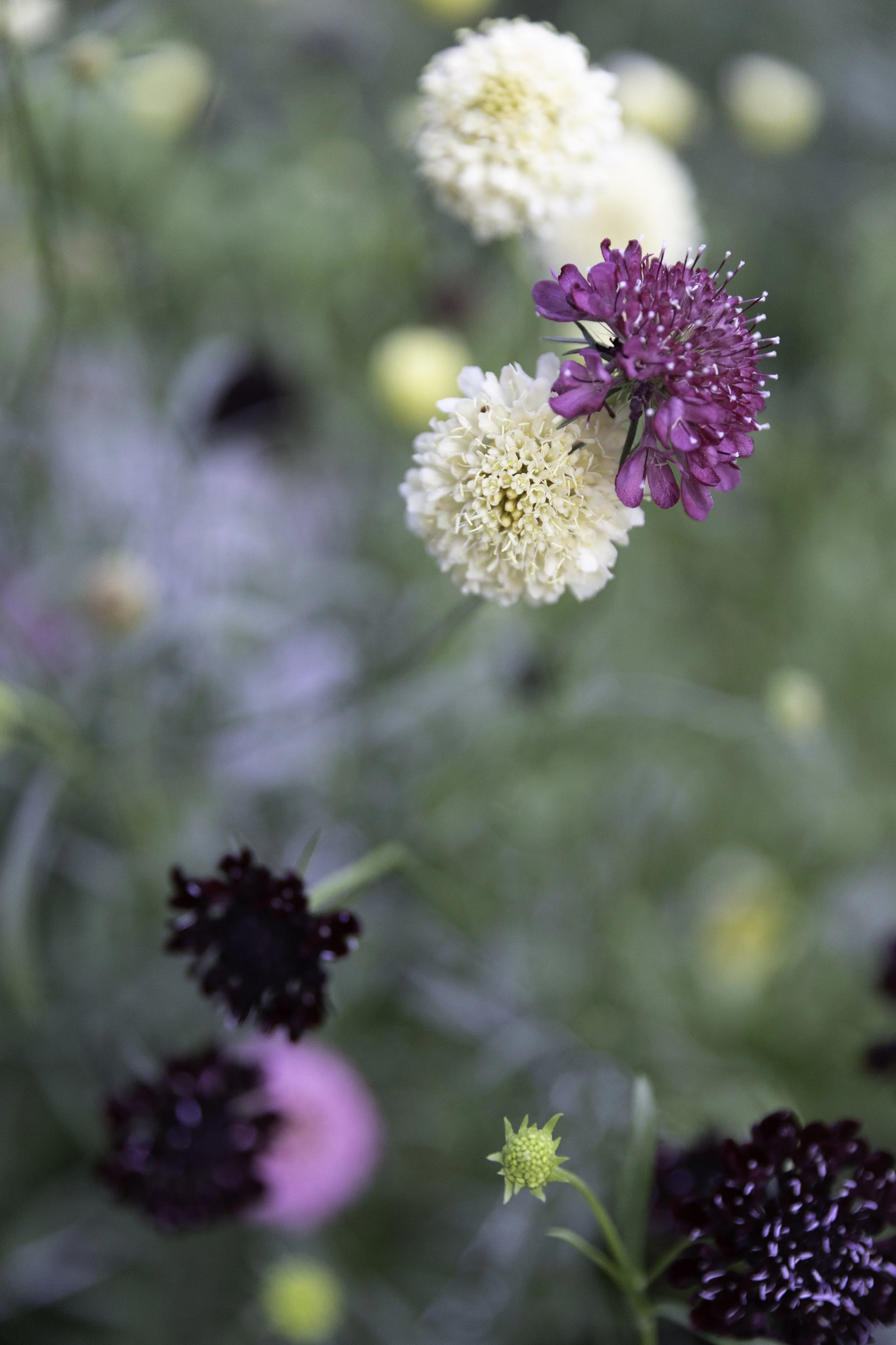 Blomster Bryllup Bryllupsblomster Snittblomster Scabiosa Morgana fata Summer berries