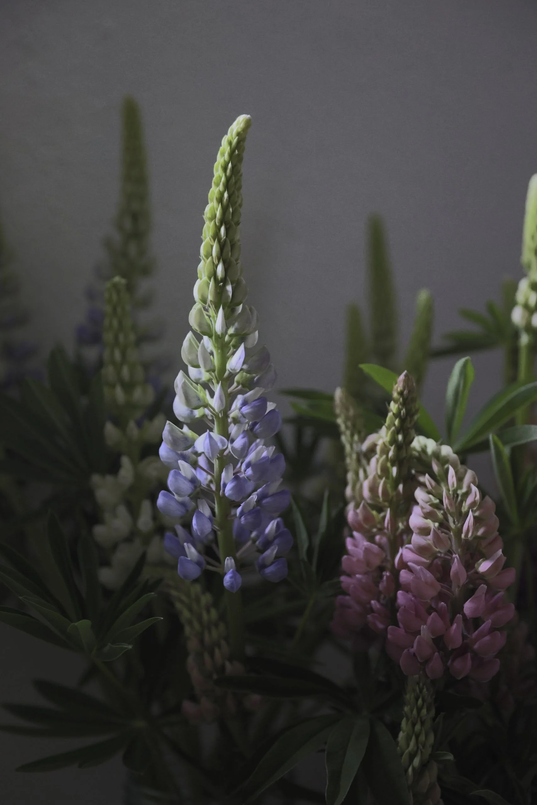 Snittblomster Lupiner Bryllupsblomster