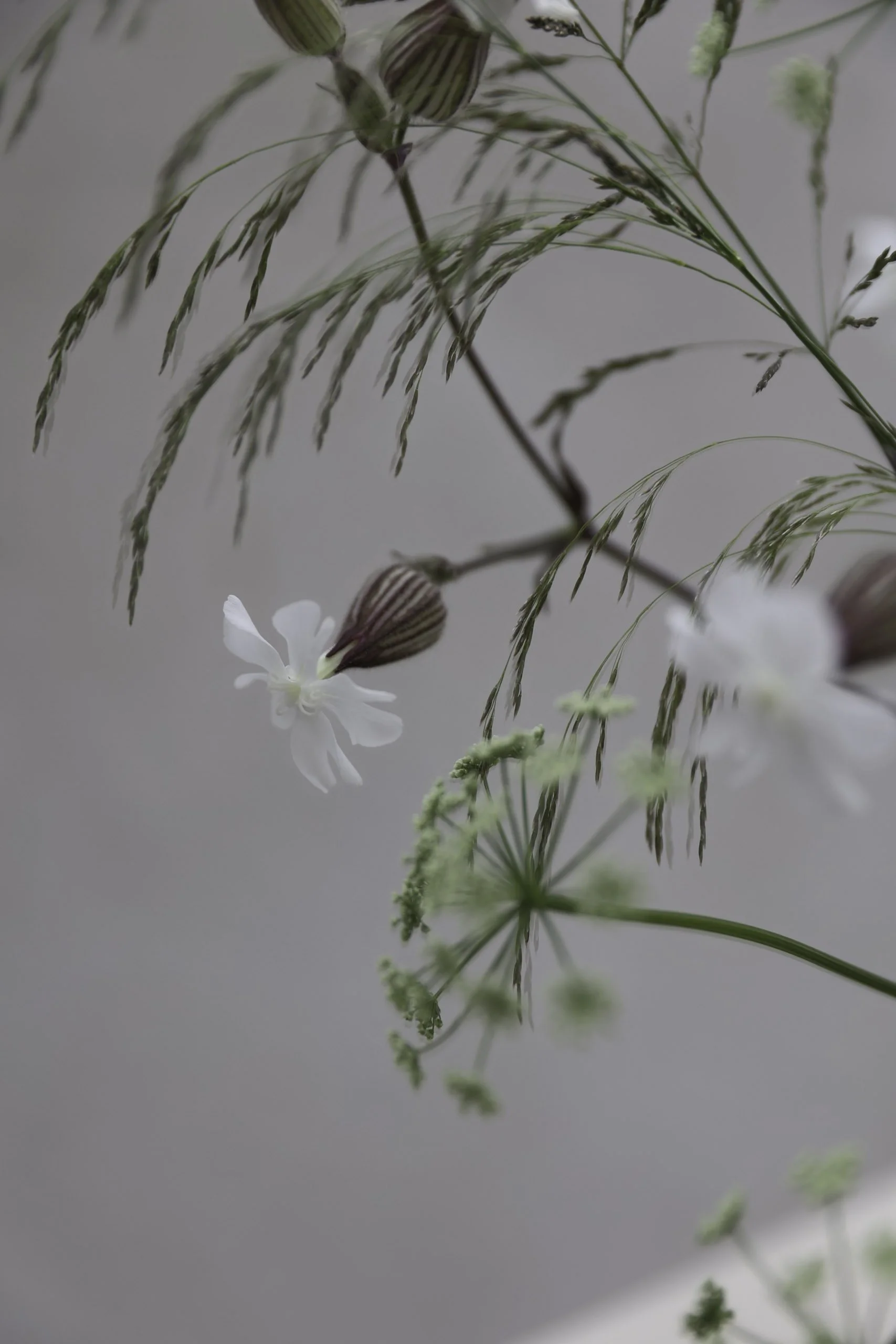 Blomster Bryllup Bryllupsblomster Ranunkel