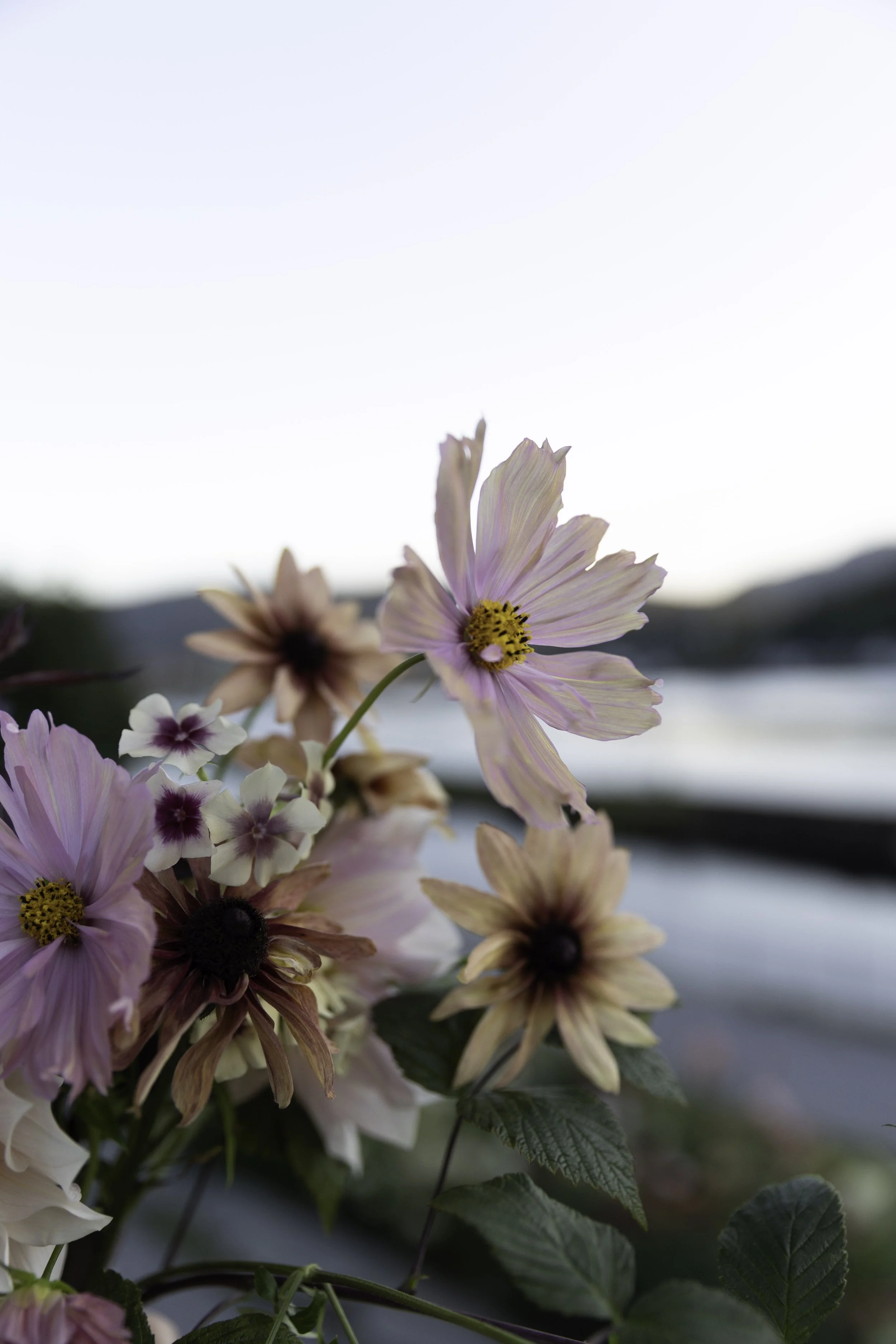 Blomster Bryllup Bryllupsblomster Brudebukett Cosmos Apricotta