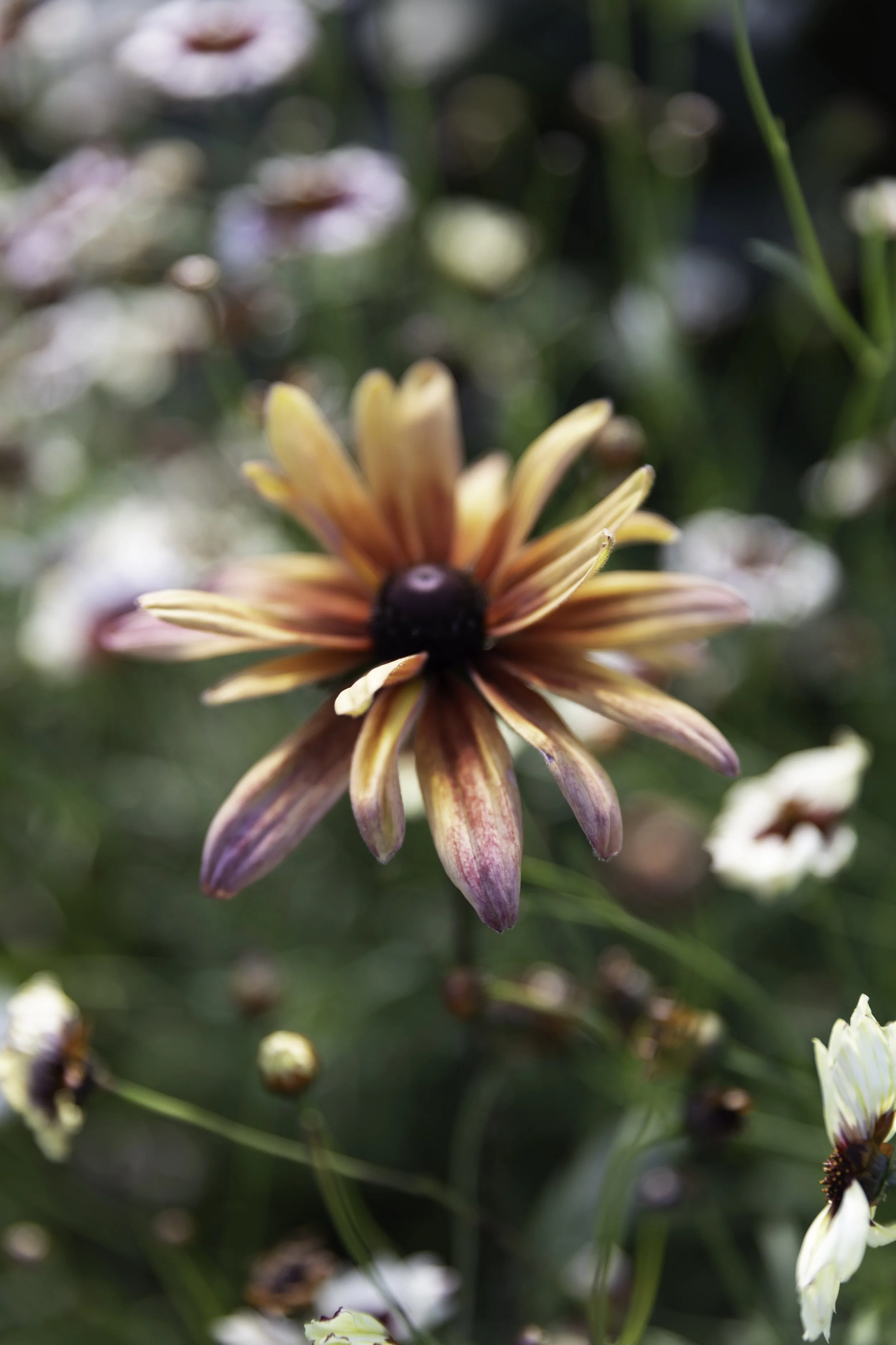 Rudbeckia Sahara