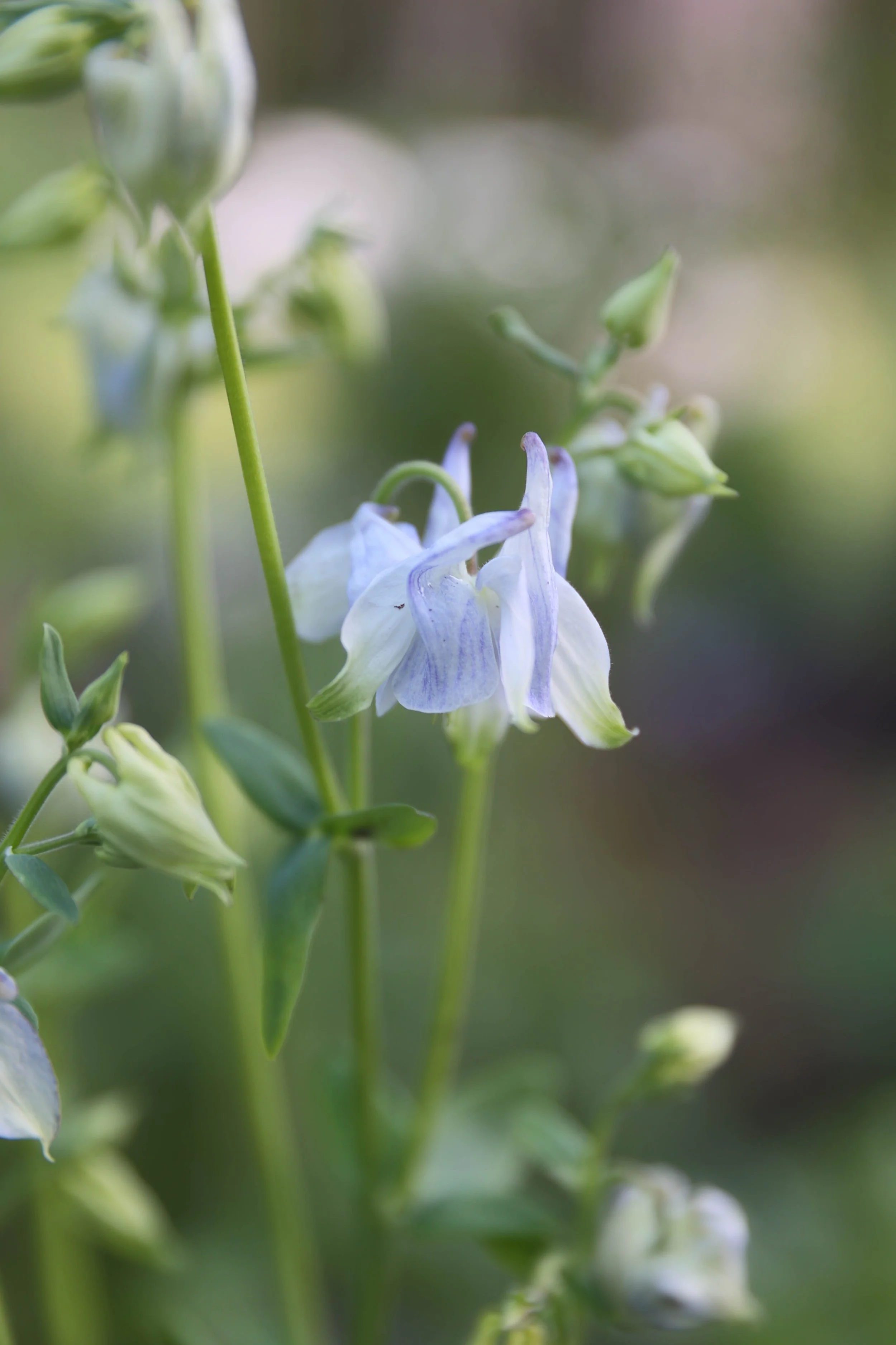Blomster Bryllup Bryllupsblomster Akeleie Snittblomster