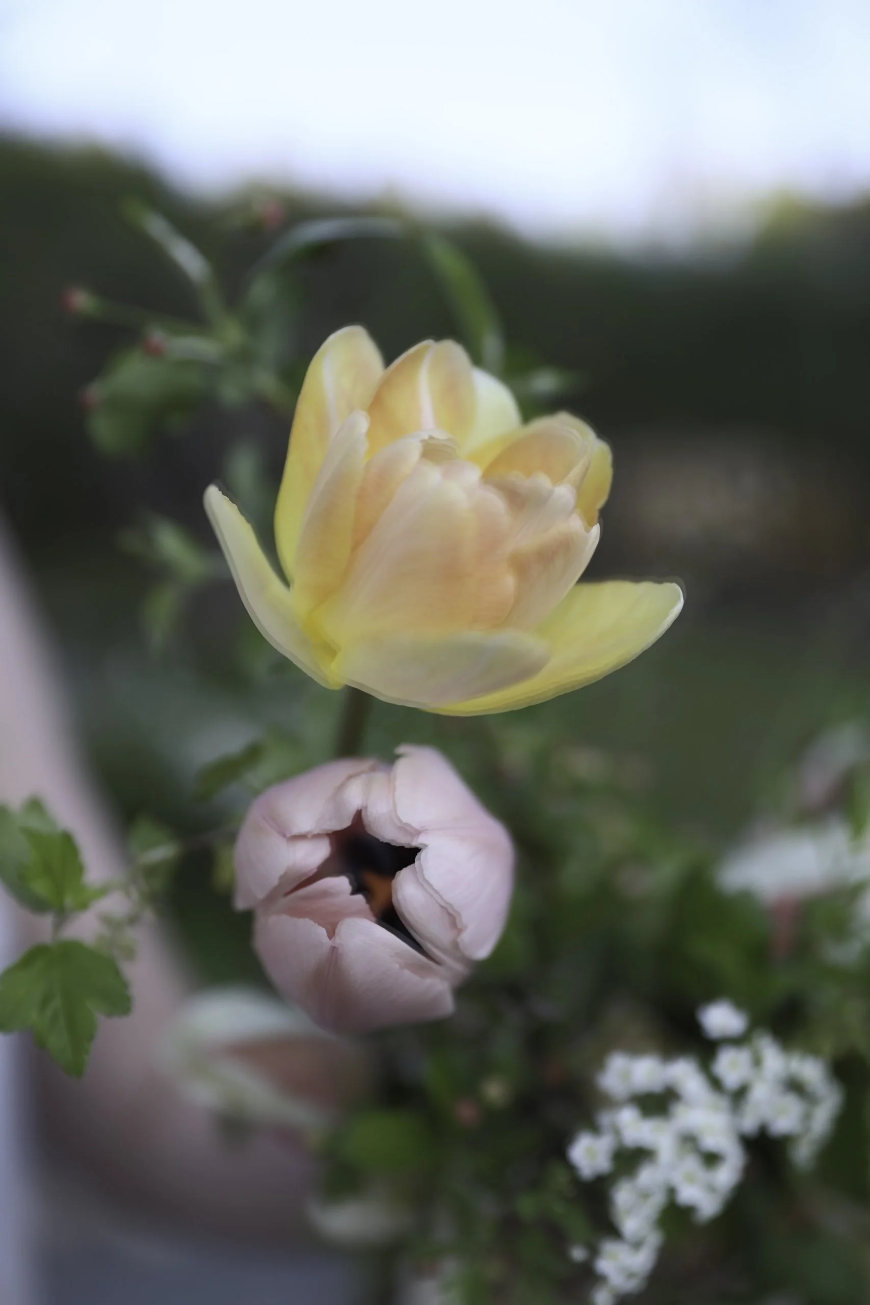 Blomster Bryllup Brudebukett Bryllupsblomster Tulipaner