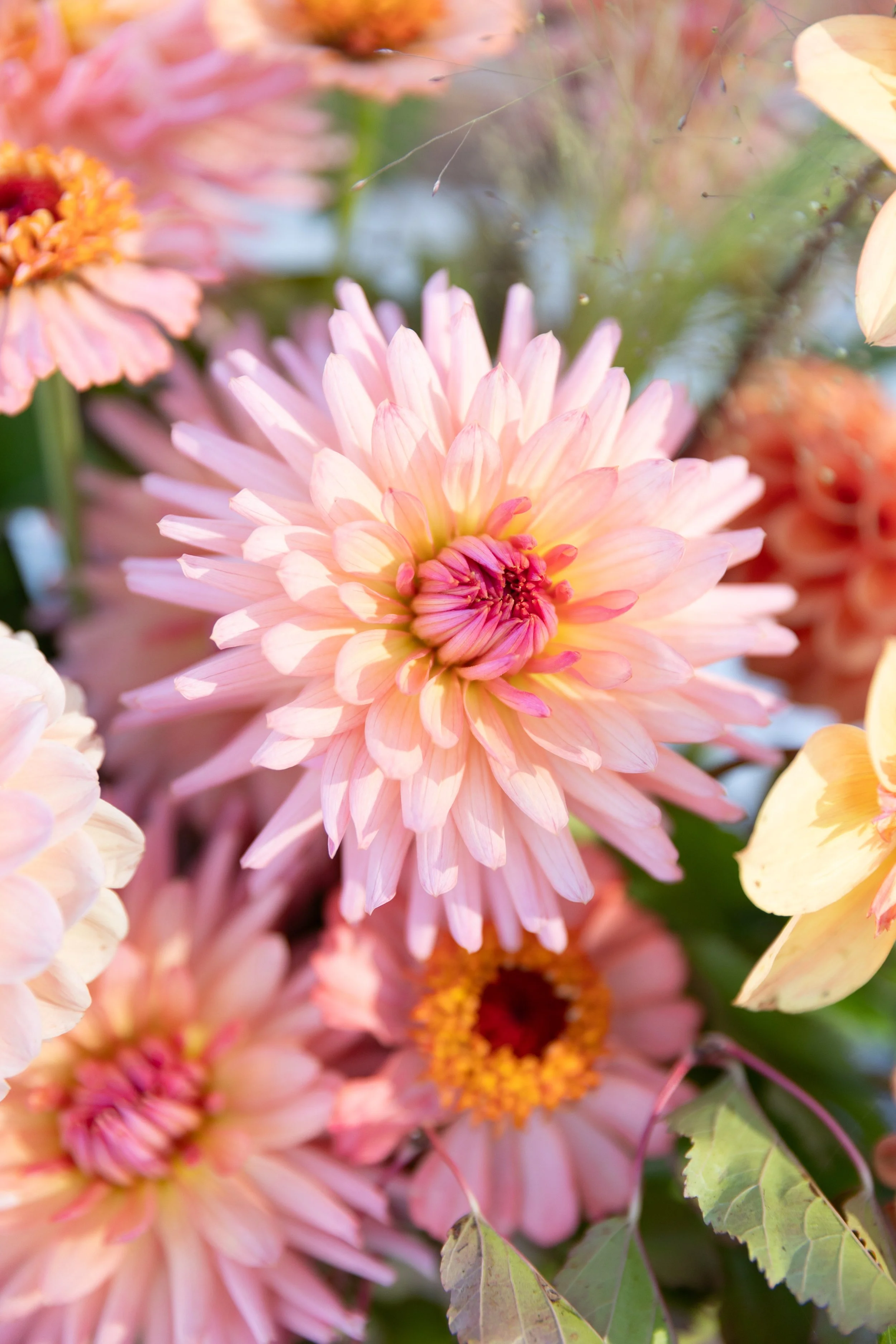 Blomster Bryllup Bryllupsblomster Brudebukett blomsteroppsats Snittblomster Georgine