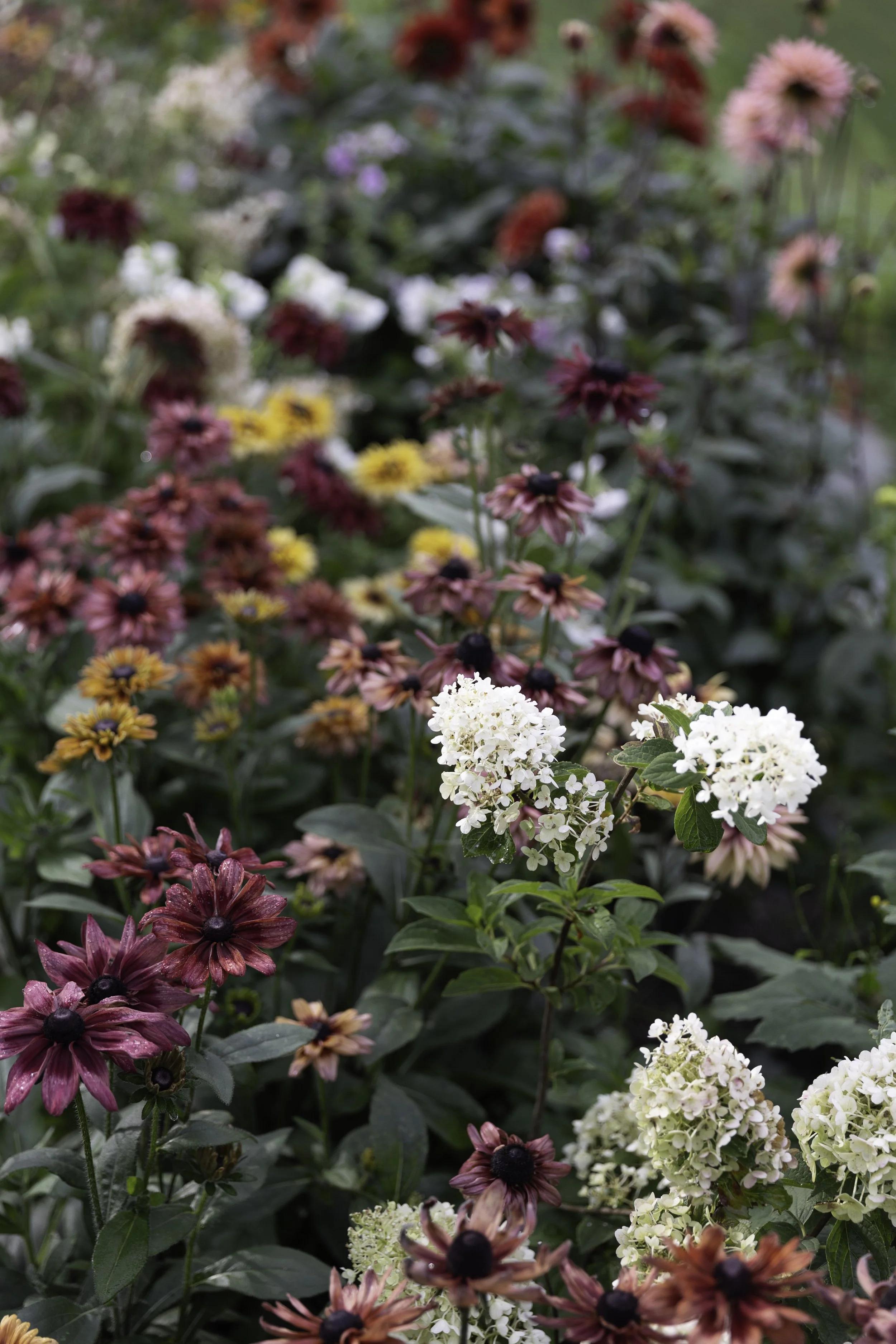 Blomster Bryllup Bryllupsblomster Snittblomster Rubeckia Sahara
