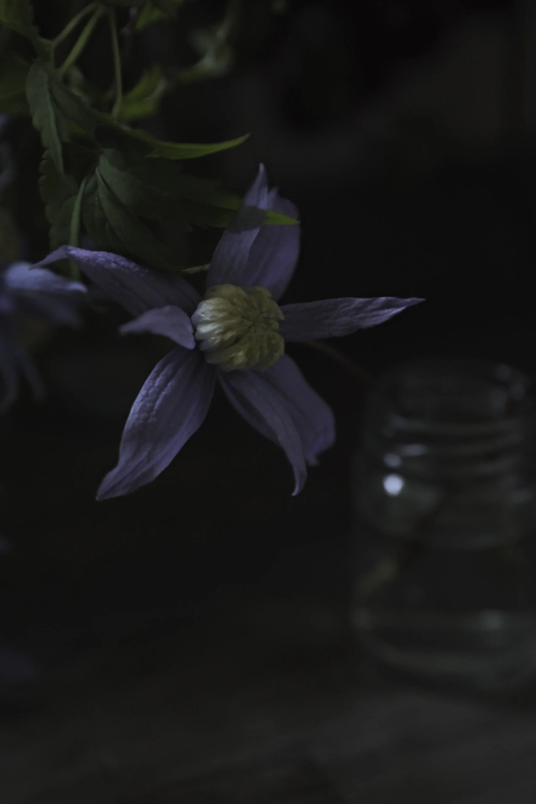 Snittblomster Klematis Bryllupsblomster