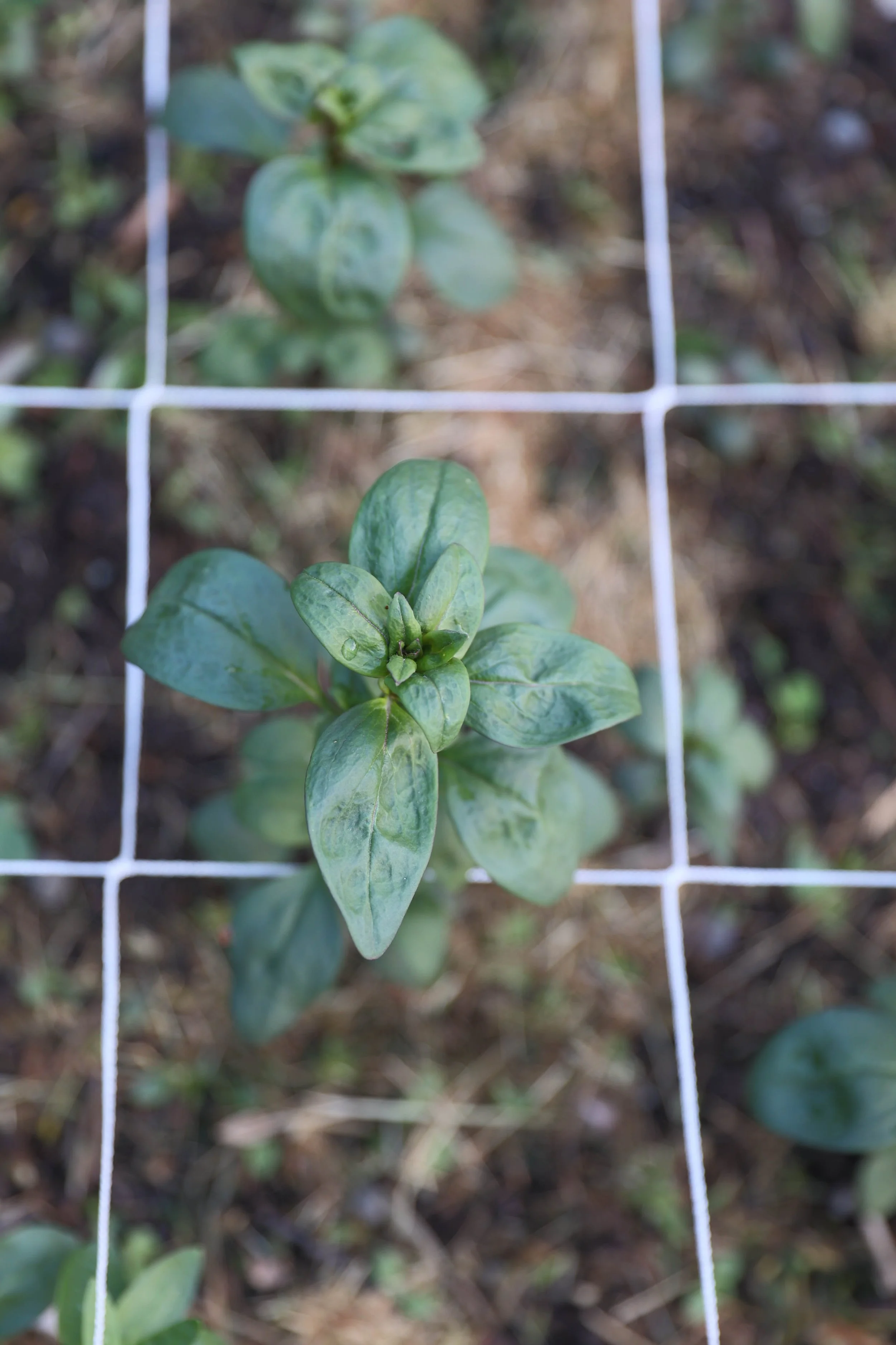 Blomster Bryllup Bryllupsblomster Løvemunn Snittblomster 