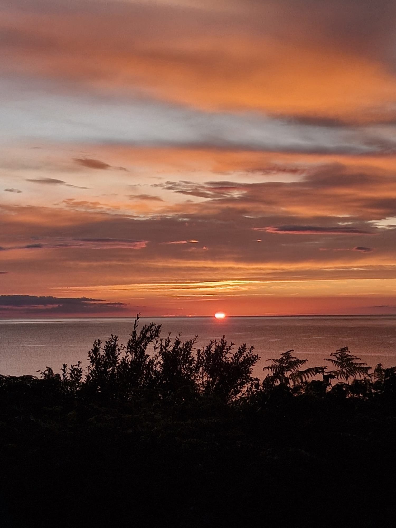 Sunset over the ocean with colorful clouds in the sky and silhouetted bushes in the foreground.