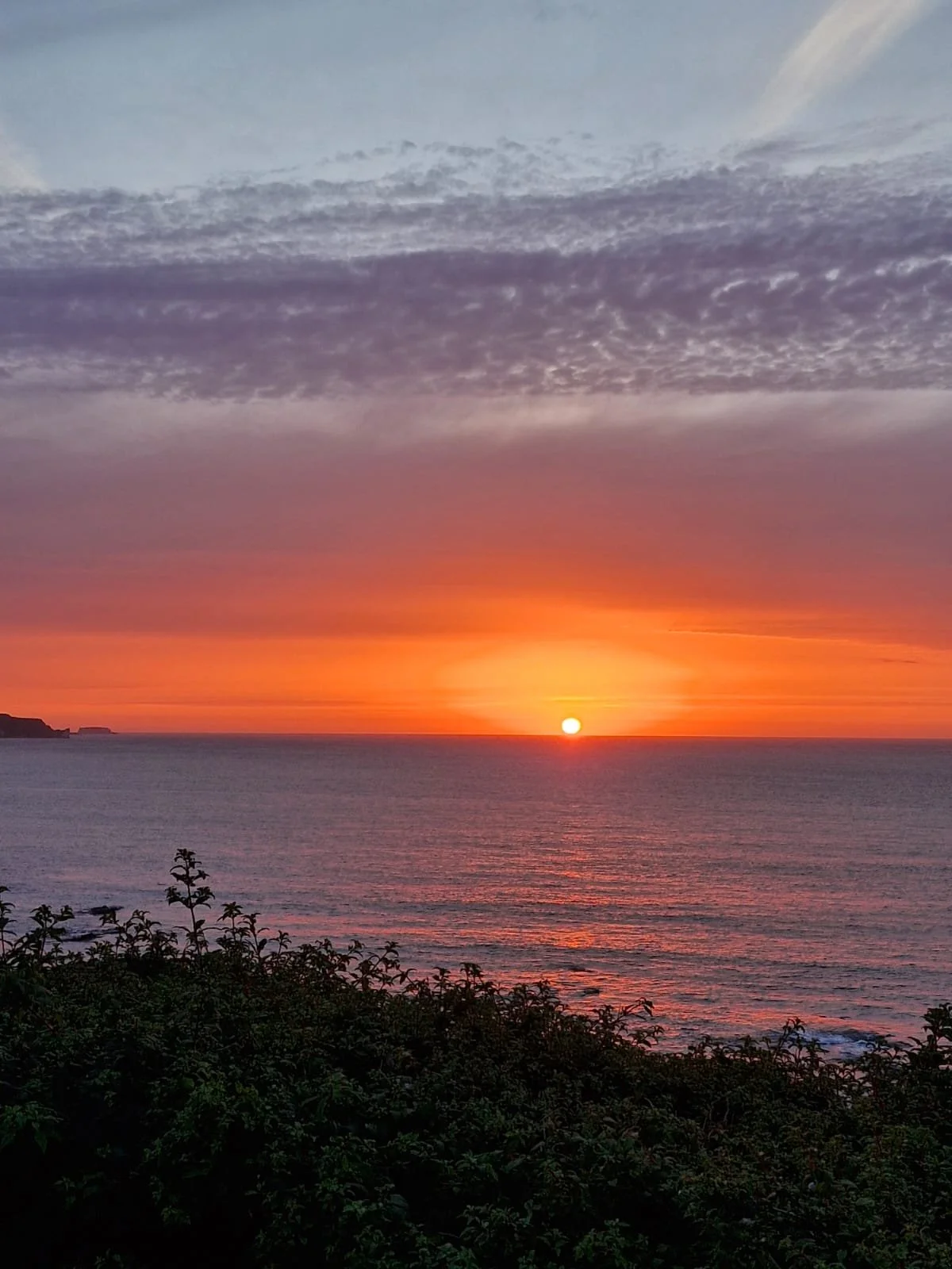A sunset over the ocean with a colorful sky and a silhouette of some bushes in the foreground.