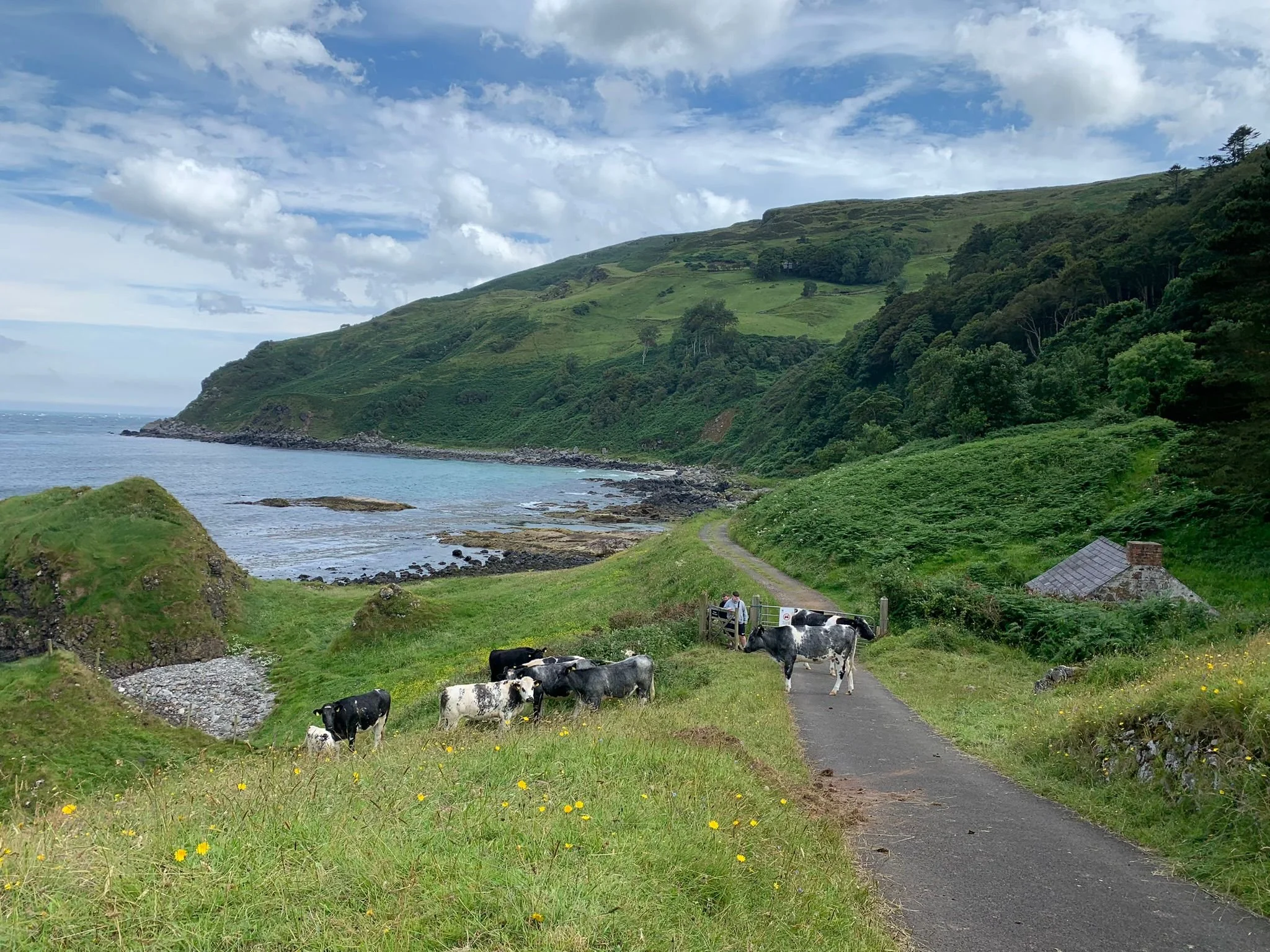 Green hillside with grazing cows near a coastal shoreline, a paved path, a small stone building, and a partly cloudy sky.