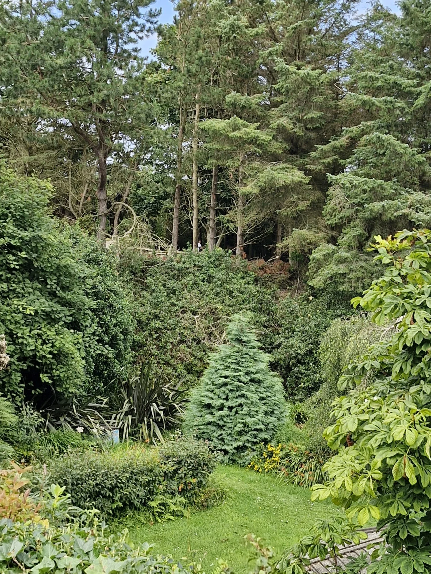 A lush garden scene with a variety of green plants, shrubs, and a small conifer tree in the center, with tall trees in the background and a grassy path in the foreground.