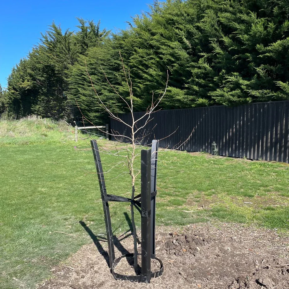 A young, leafless tree with thin branches is supported by a black tree guard in a grassy yard. In the background, there are tall evergreen trees and a black fence.