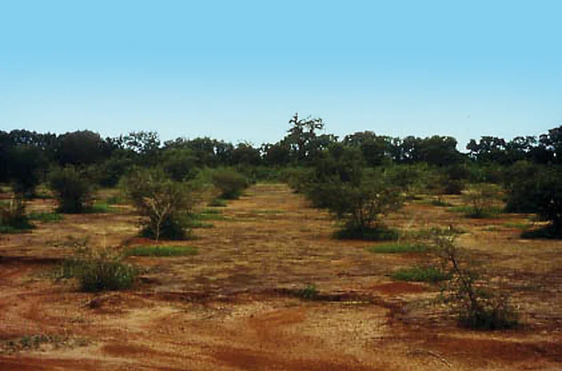 Dry, sparse landscape with scattered small trees under a clear blue sky.