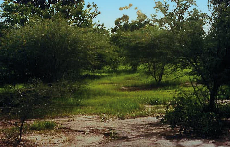 A dirt path running through a lush green park or forest area with tall trees and bushes on either side, under a partly cloudy sky.