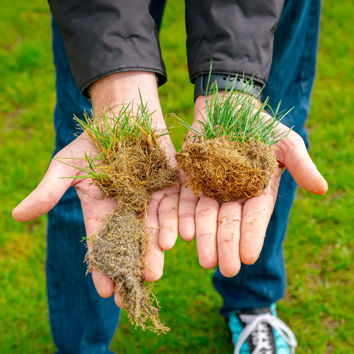 Person holding two clumps of grass with roots and soil, outdoors on grass field.