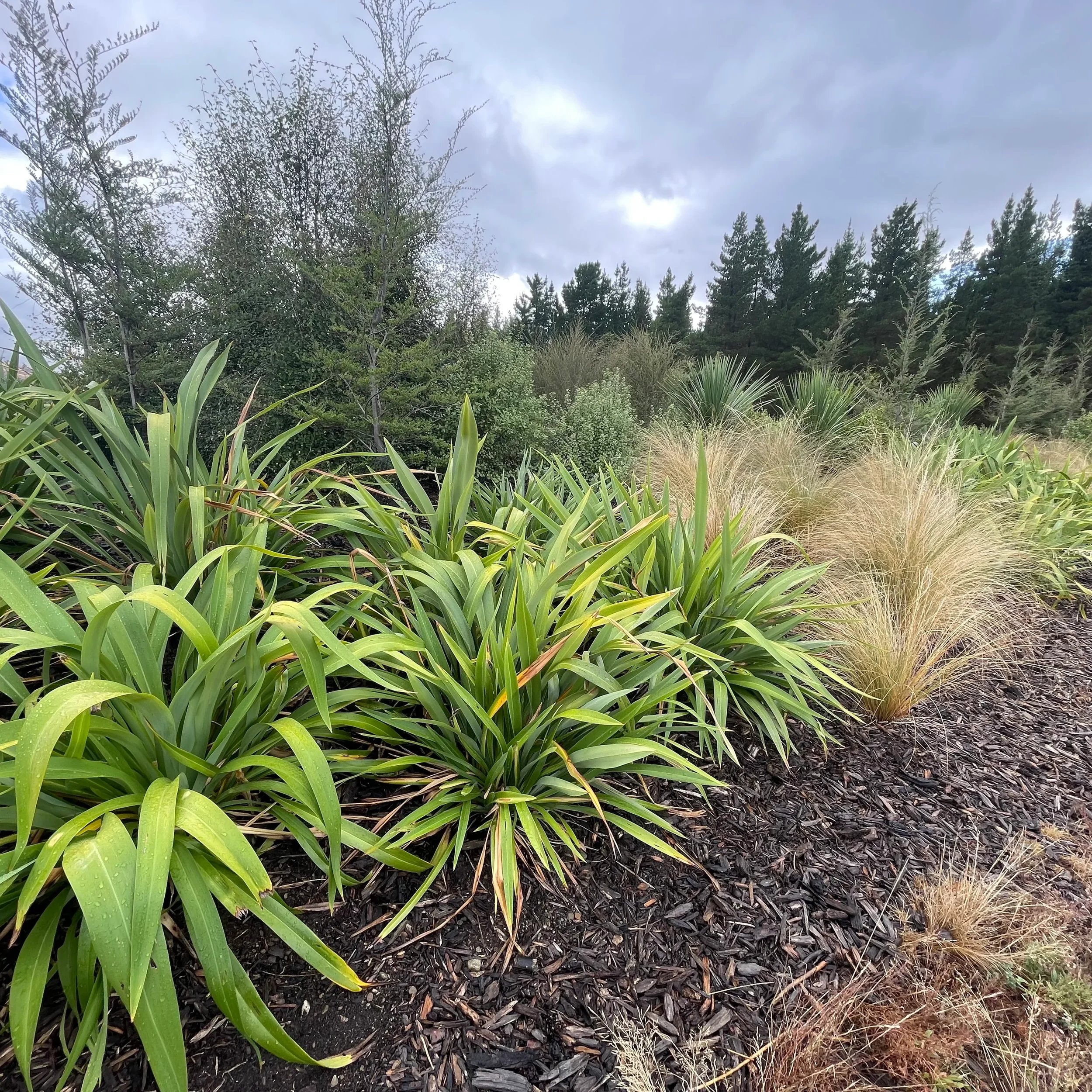 A variety of green plants and trees in a garden or forested area with a cloudy sky overhead.