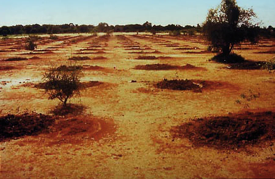 Dry, arid landscape with sparse trees and patches of bare soil under a clear sky.