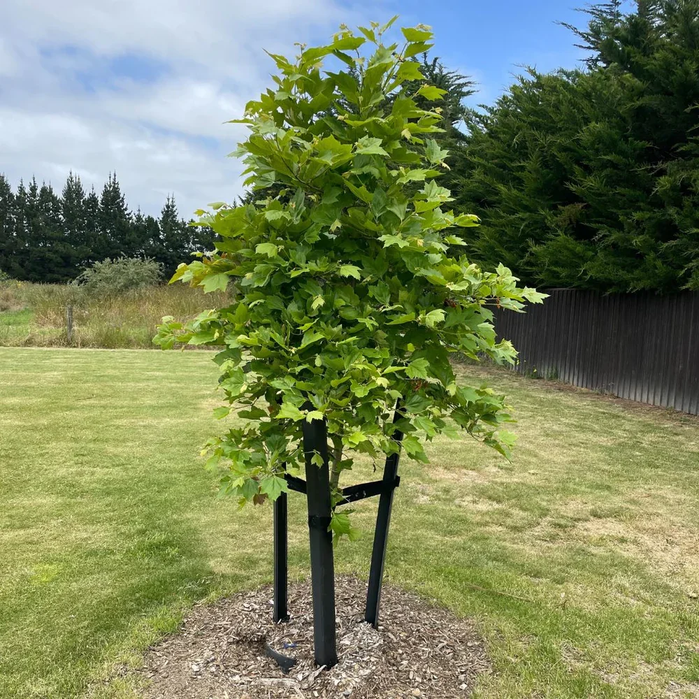 A young tree supported by a black metal stake in a grassy yard, with a fence and trees in the background under a cloudy sky.