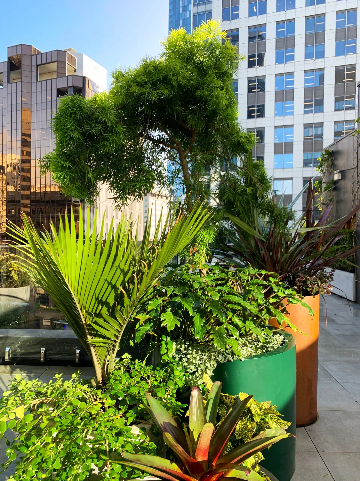 Various potted green plants on a balcony with tall buildings in the background.