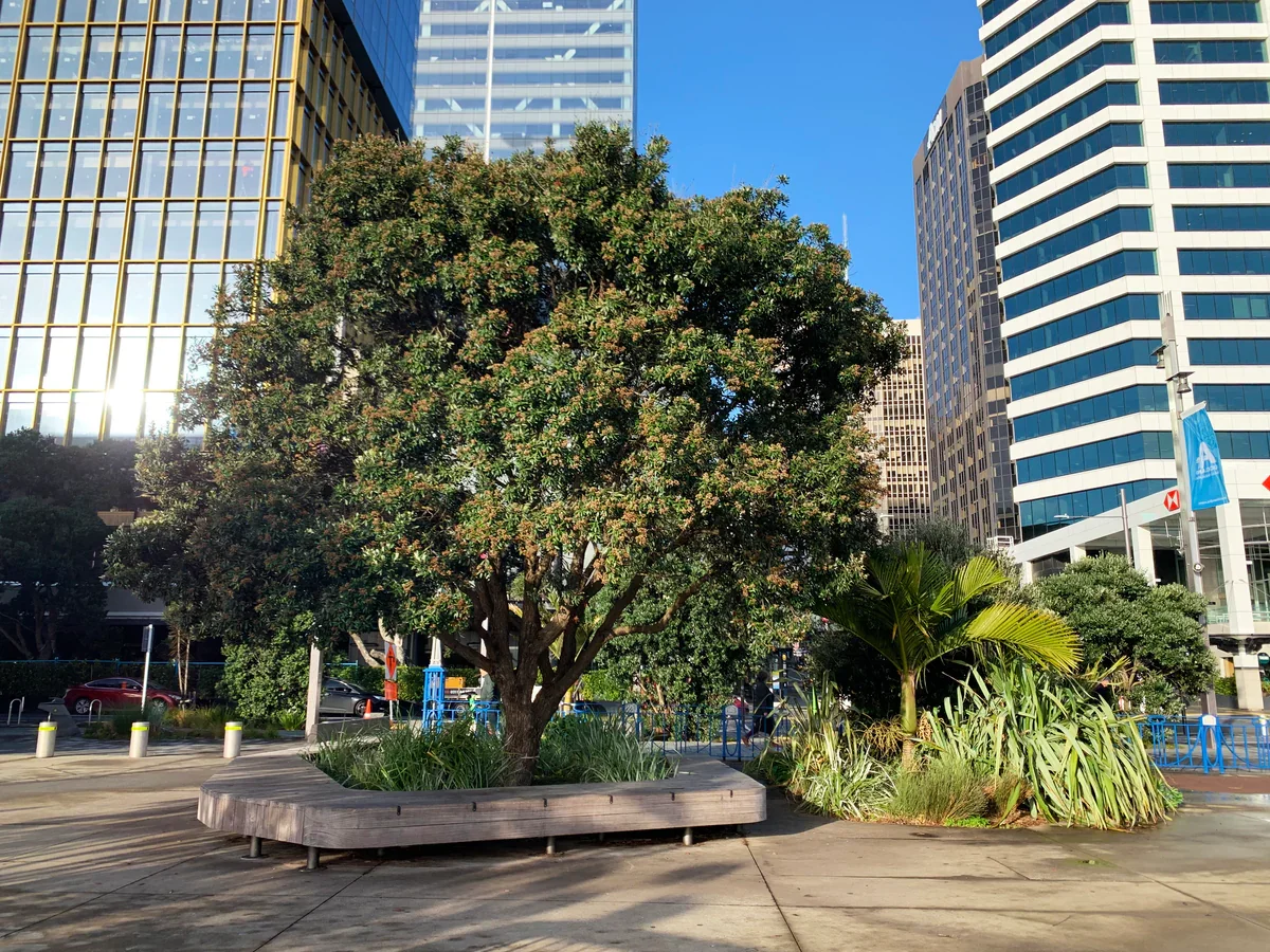 A city scene with tall modern buildings and a large tree in the foreground.