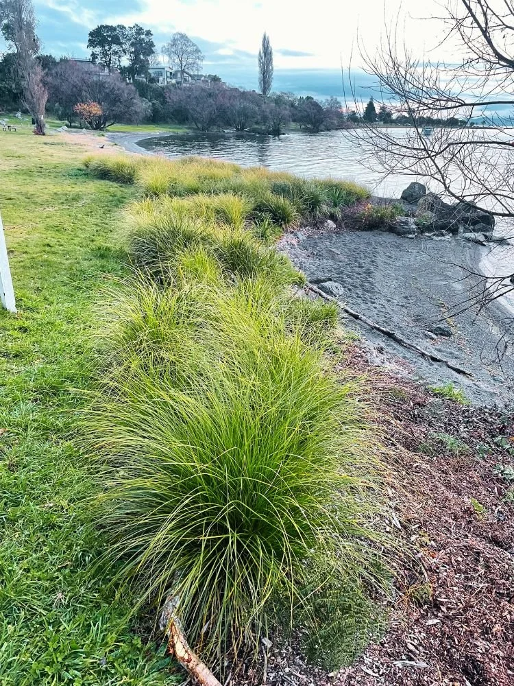 A lakeside park with green grass, ornamental grasses, trees, and a beach area with rocks and sand. The lake's water extends into the distance, with a cloudy sky overhead.