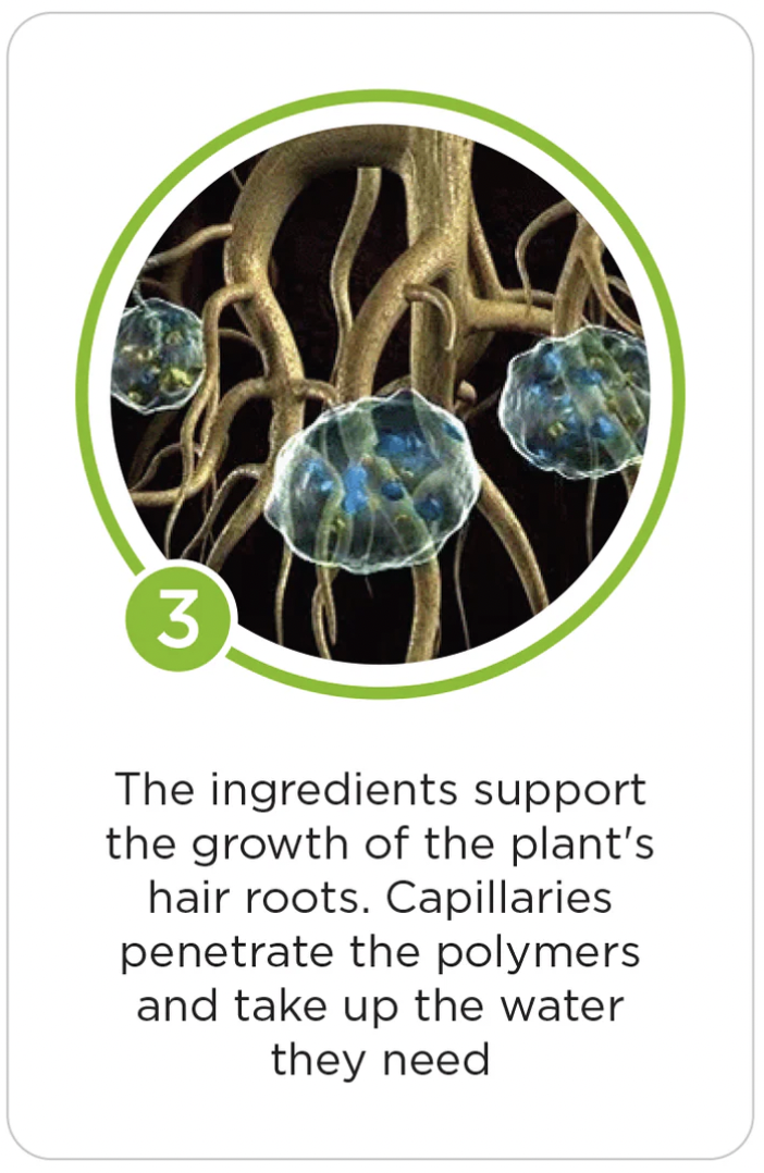 Illustration of hair root capillaries supporting plant hair roots, with text explaining they help water absorption by penetrating polymers.
