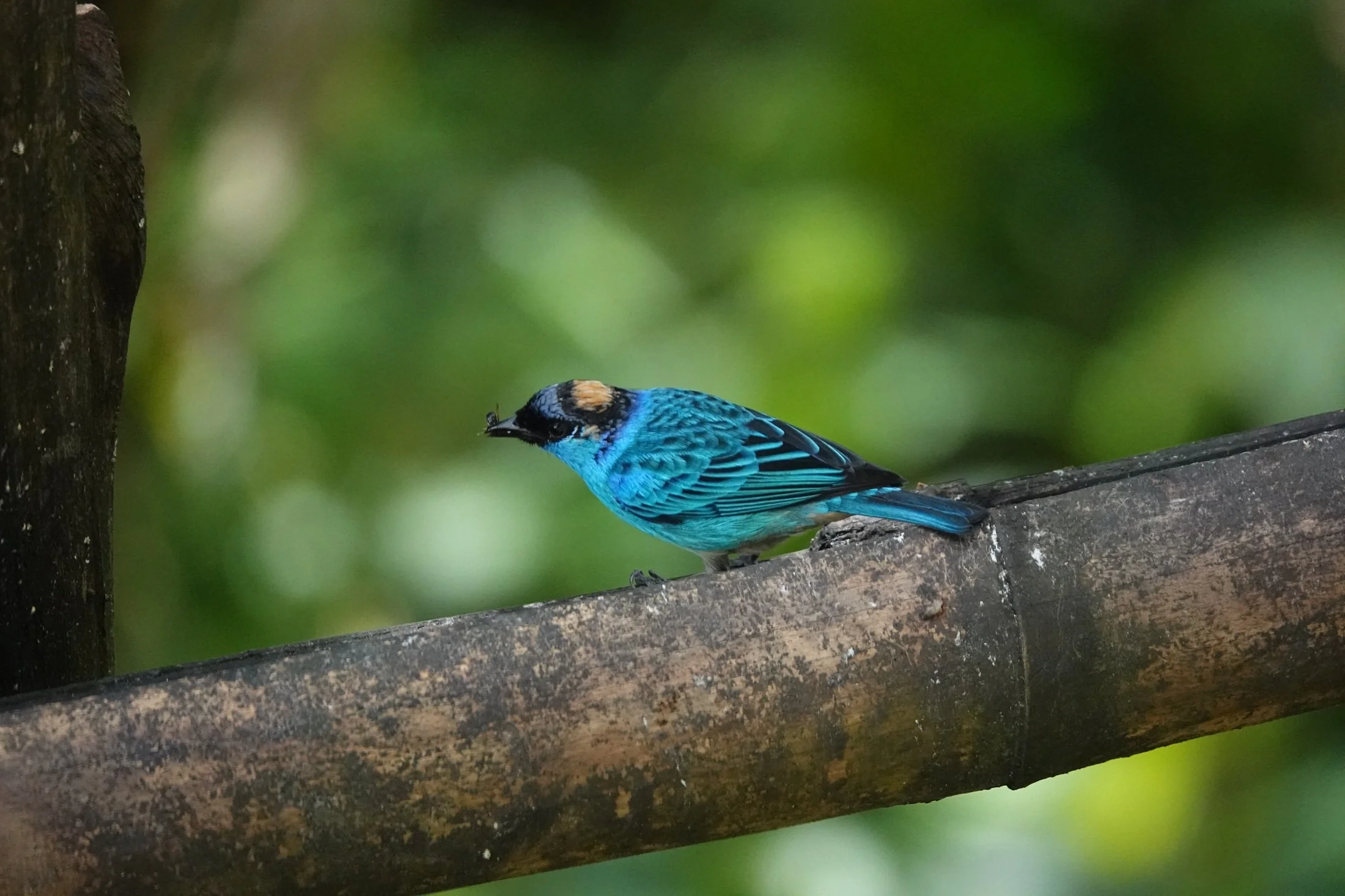 Golden Naped Tanager
