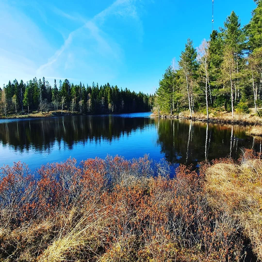 En lugn sjö omgiven av gröna barrträd och buskar under en klar blå himmel.