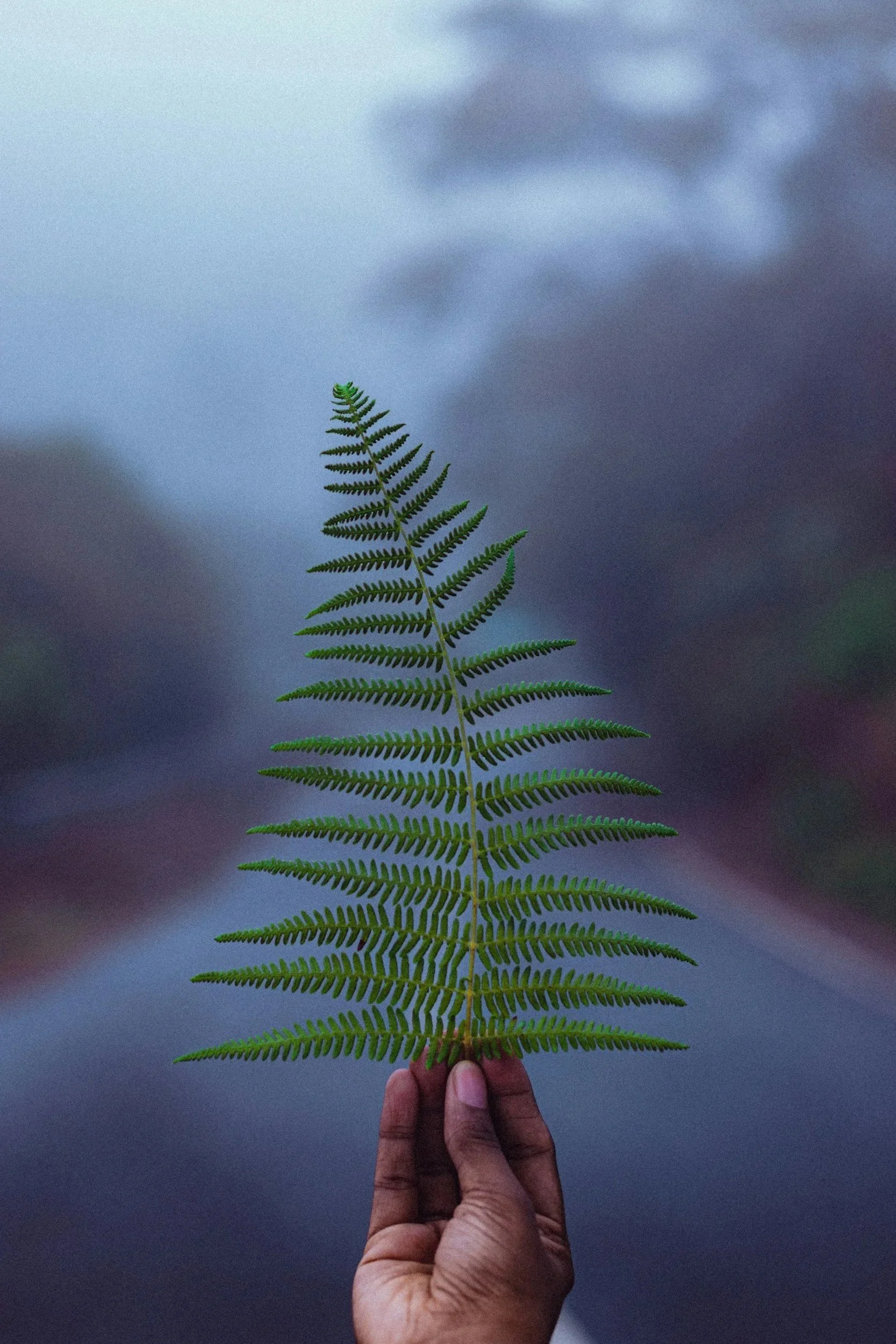 A hand holding a green plant