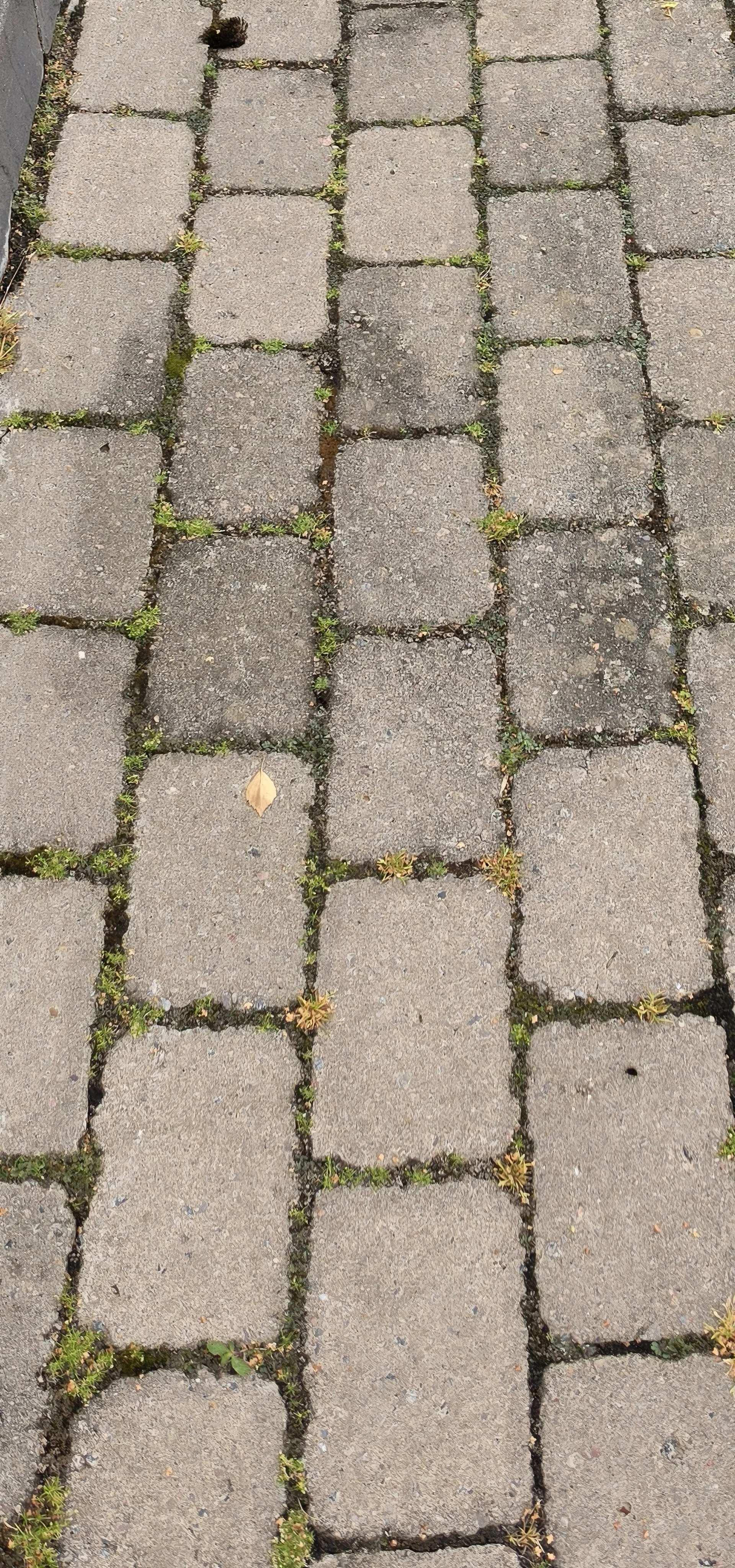 hur betongplattor med påväxt, mossa och ogräs ser ut