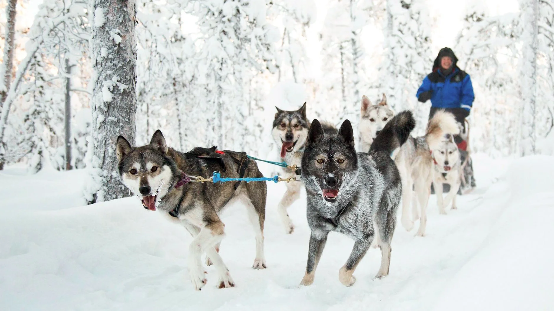 Best of Lapland in 6 Action-Packed Days - 5–Night Package