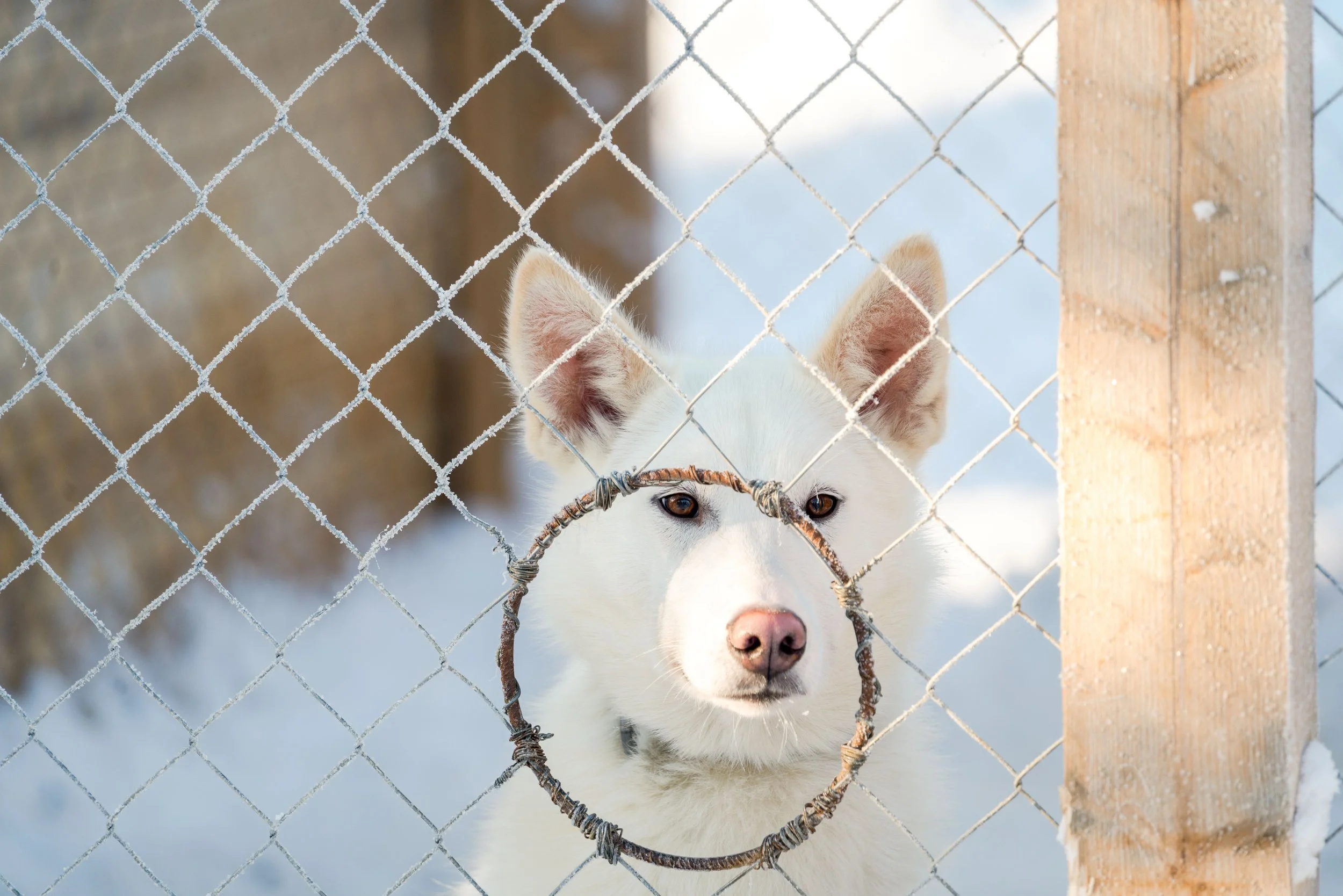 NLV Winterhusky-2.jpg