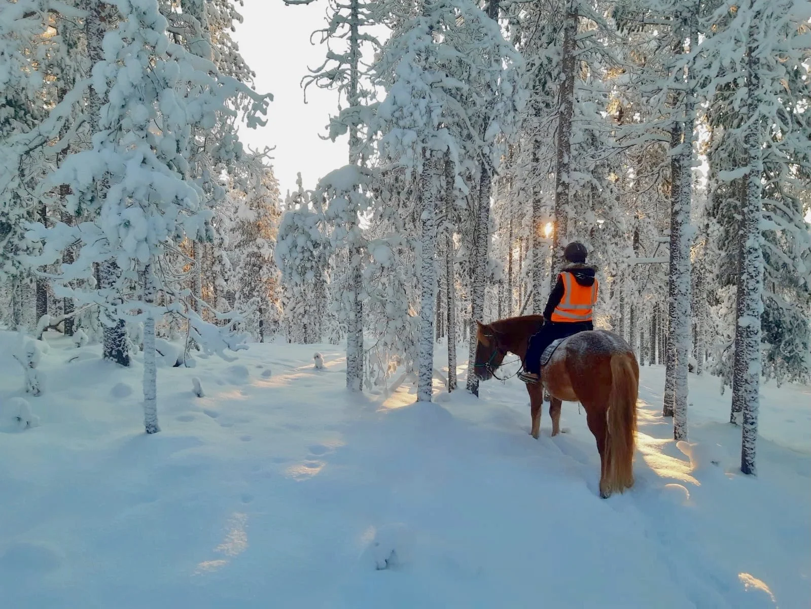 polarispointhorses_lapland_snow (1).jpeg