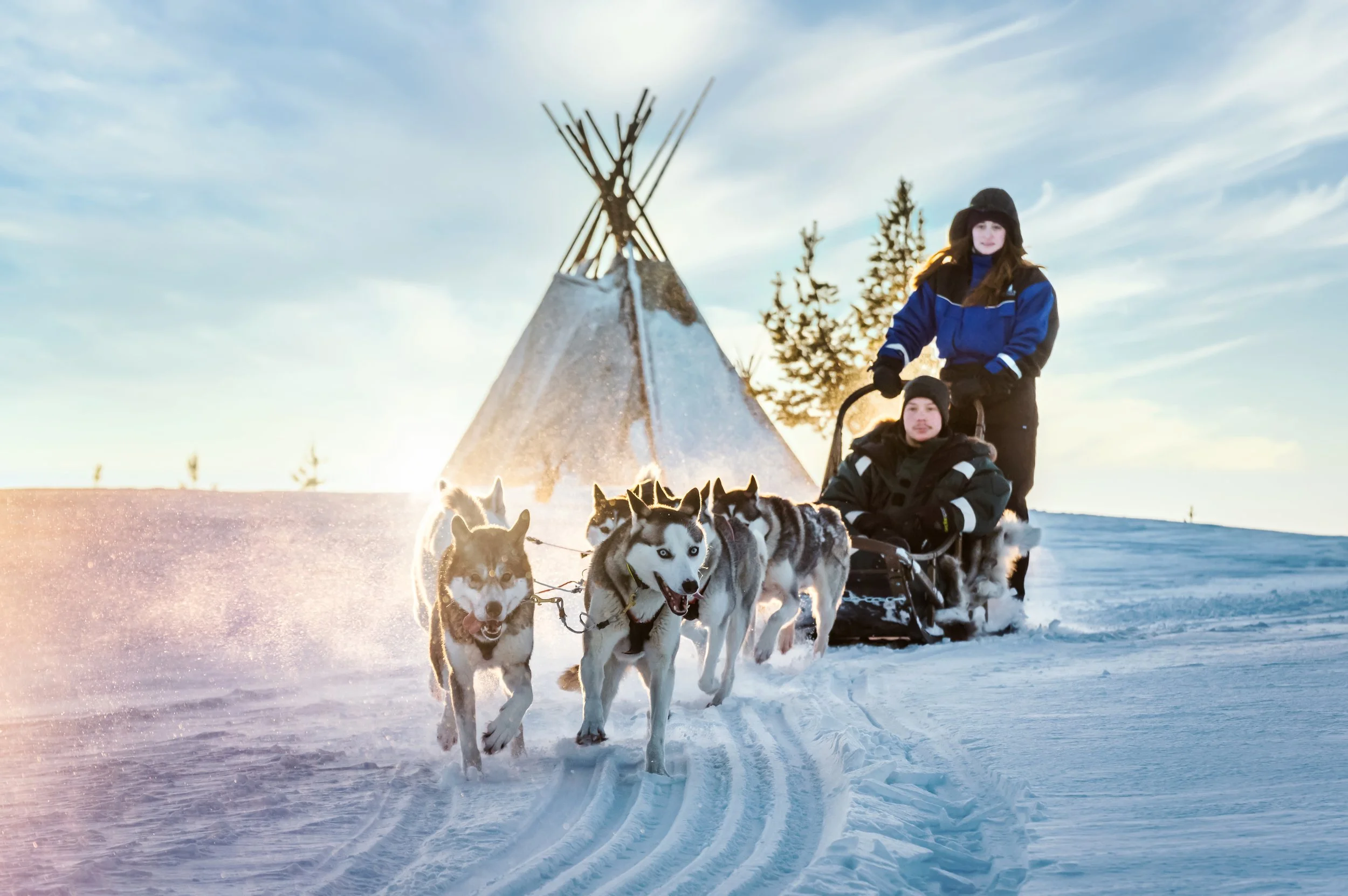 huskyt.jpg